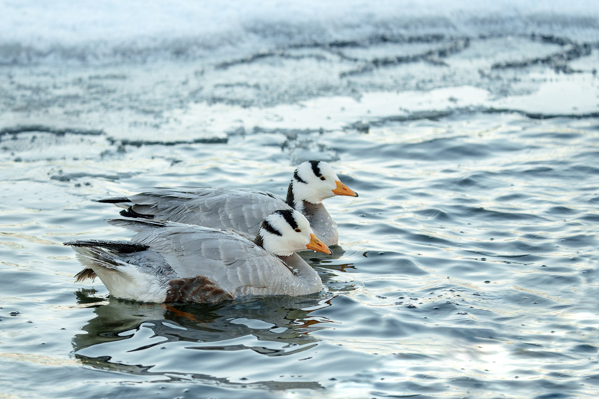 Удивительные мир птиц. Вокруг нас столько прекрасного — присмотритесь!. Ваш личный фотограф Марина Волкова