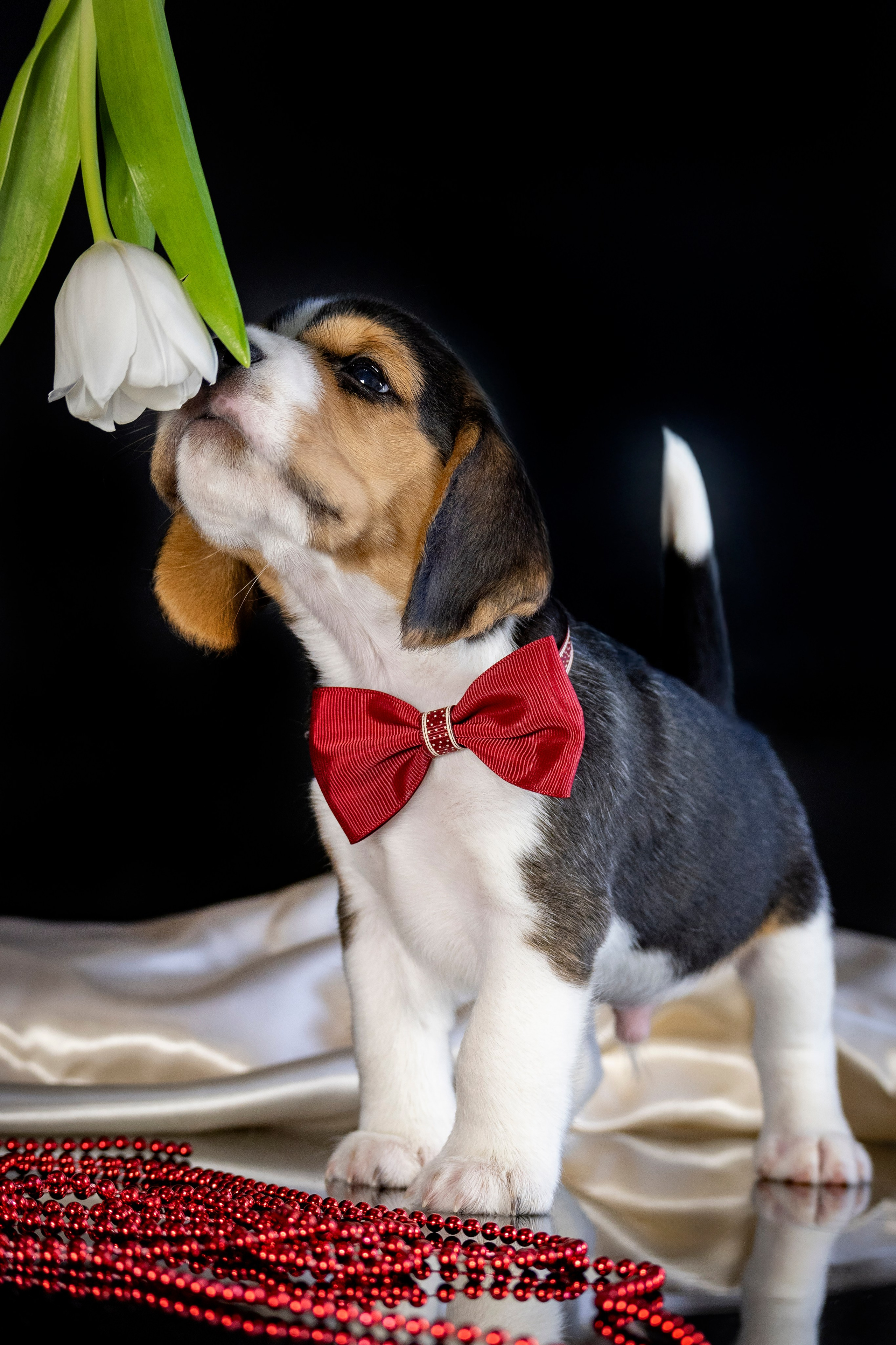 Фотосессия щенков бигля. Фотограф анималист в Санкт-Петербурге Таша Крейв