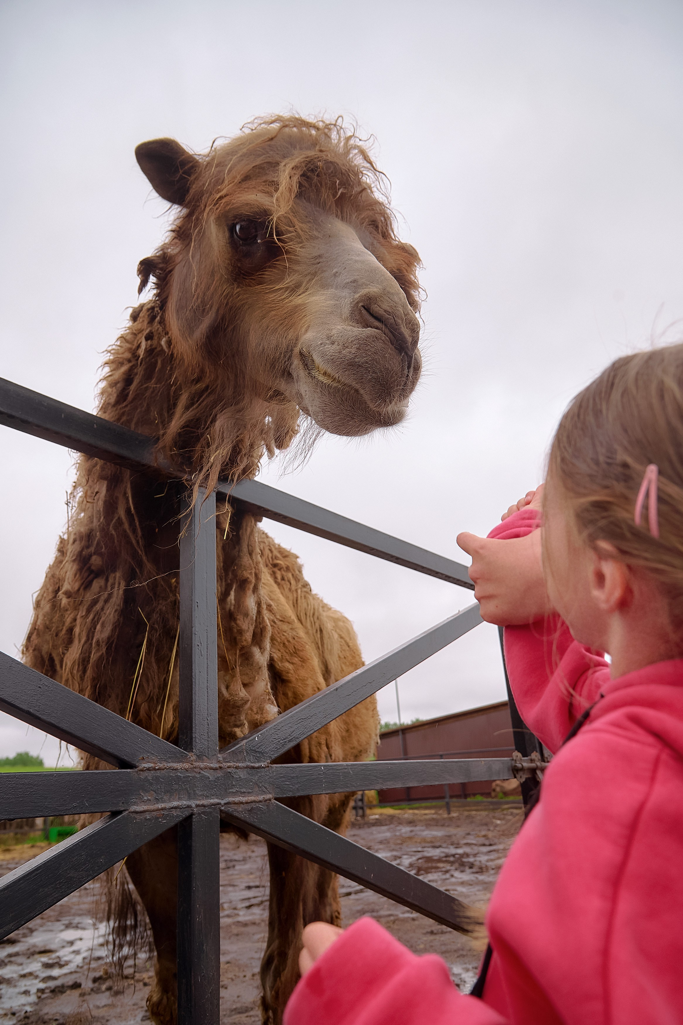 Ранчо «Шарье». Сеть магазинов «Калина-Малина». Фотограф Яковлев Роман — Красноярск