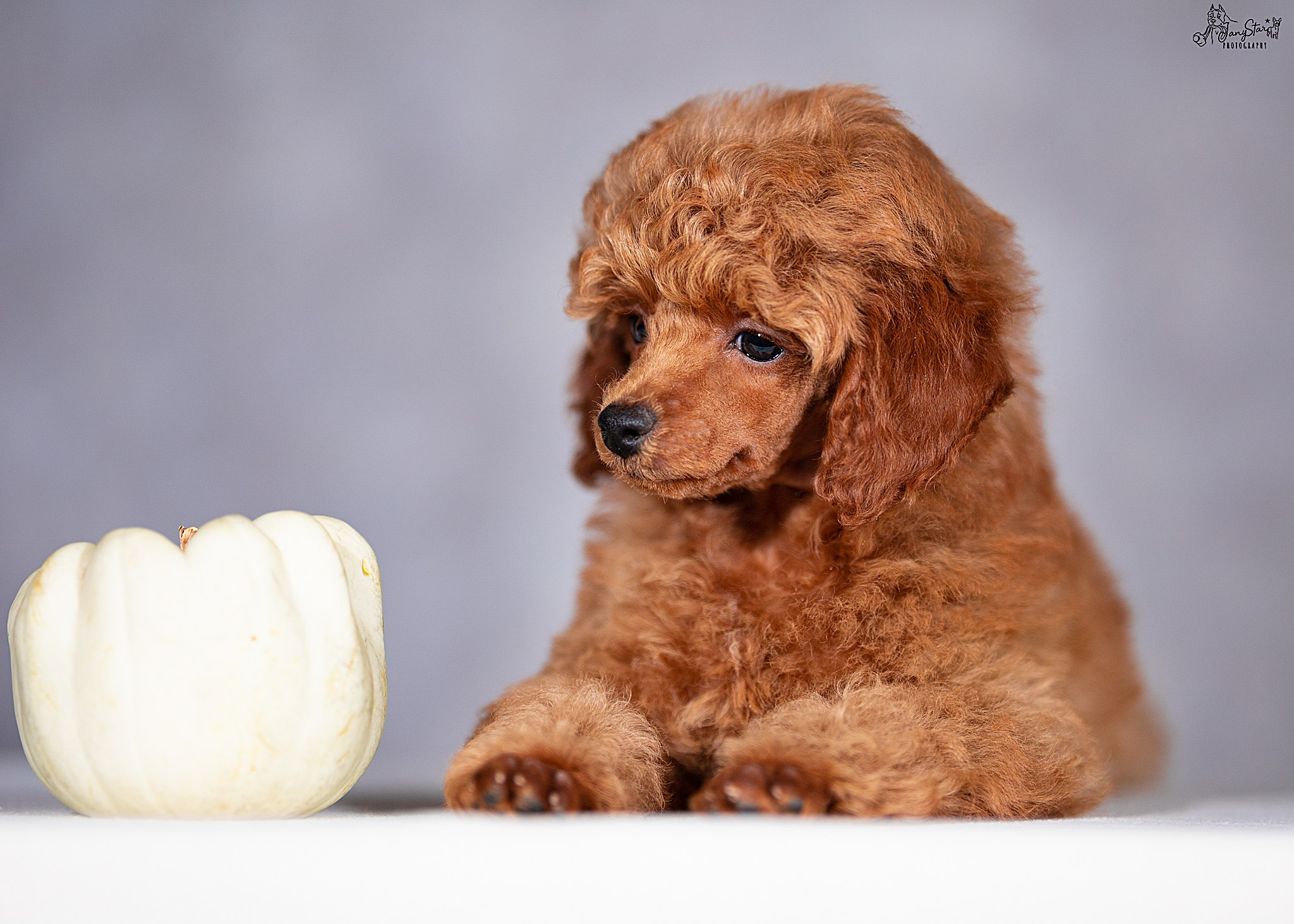 Фотограф-анималист в Москве Евгения Старостина