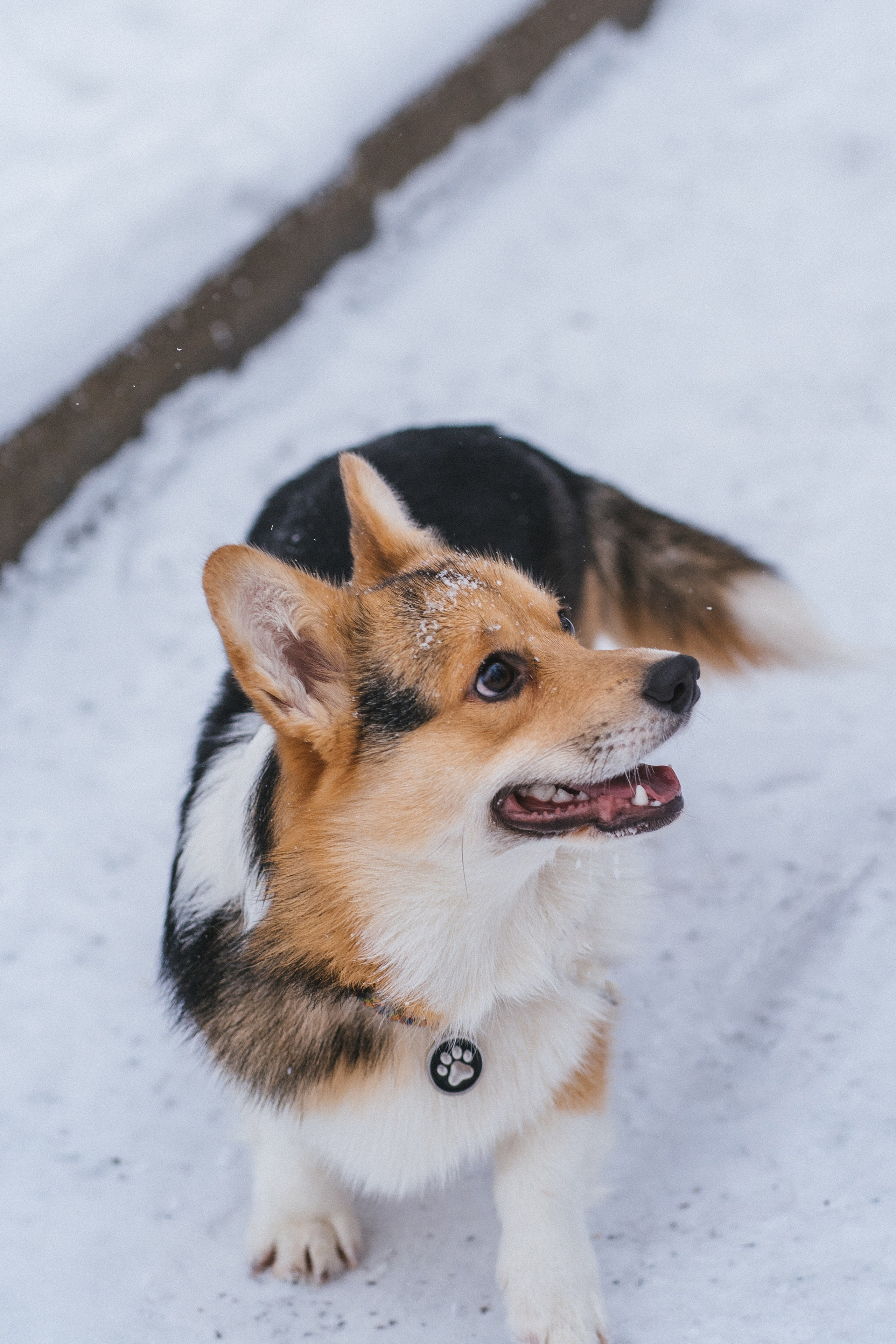 Каспер и Полина. Свадебный фотограф в Москве Анна Полушина