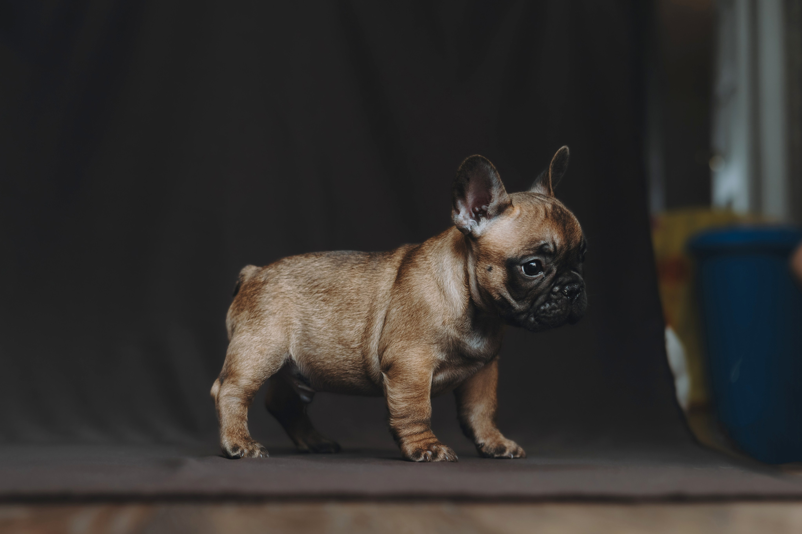 Щеночки. Фотограф — анималист Владивосток, Алина