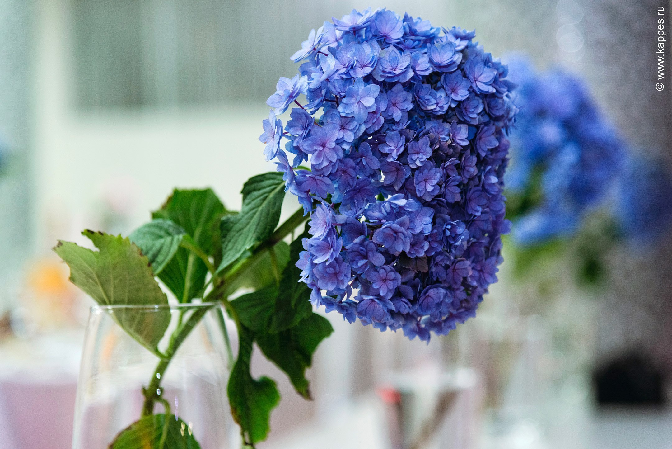 Свадебный фотограф Барнаул качественно. Фотограф Опыт Качество Скорость Горный Алтай Барнаул