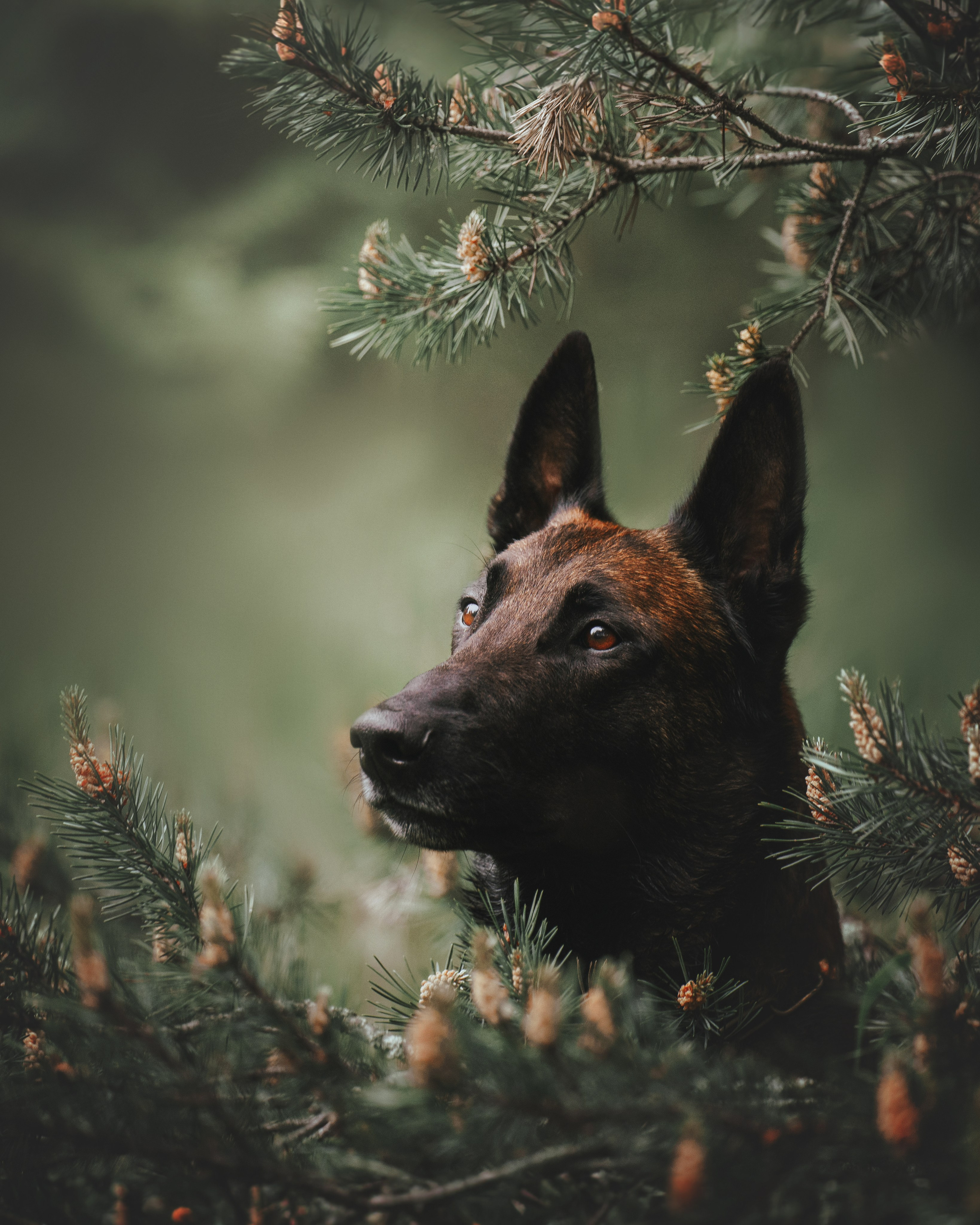 Раш. Фотограф анималист Осипчикова Мария