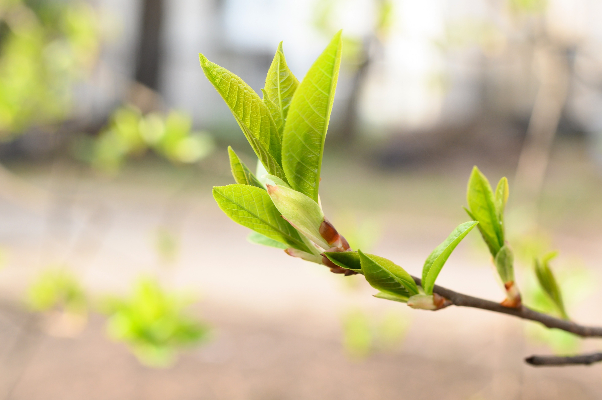 Молодая листва. Анна Боровикова, фотограф Пушкино