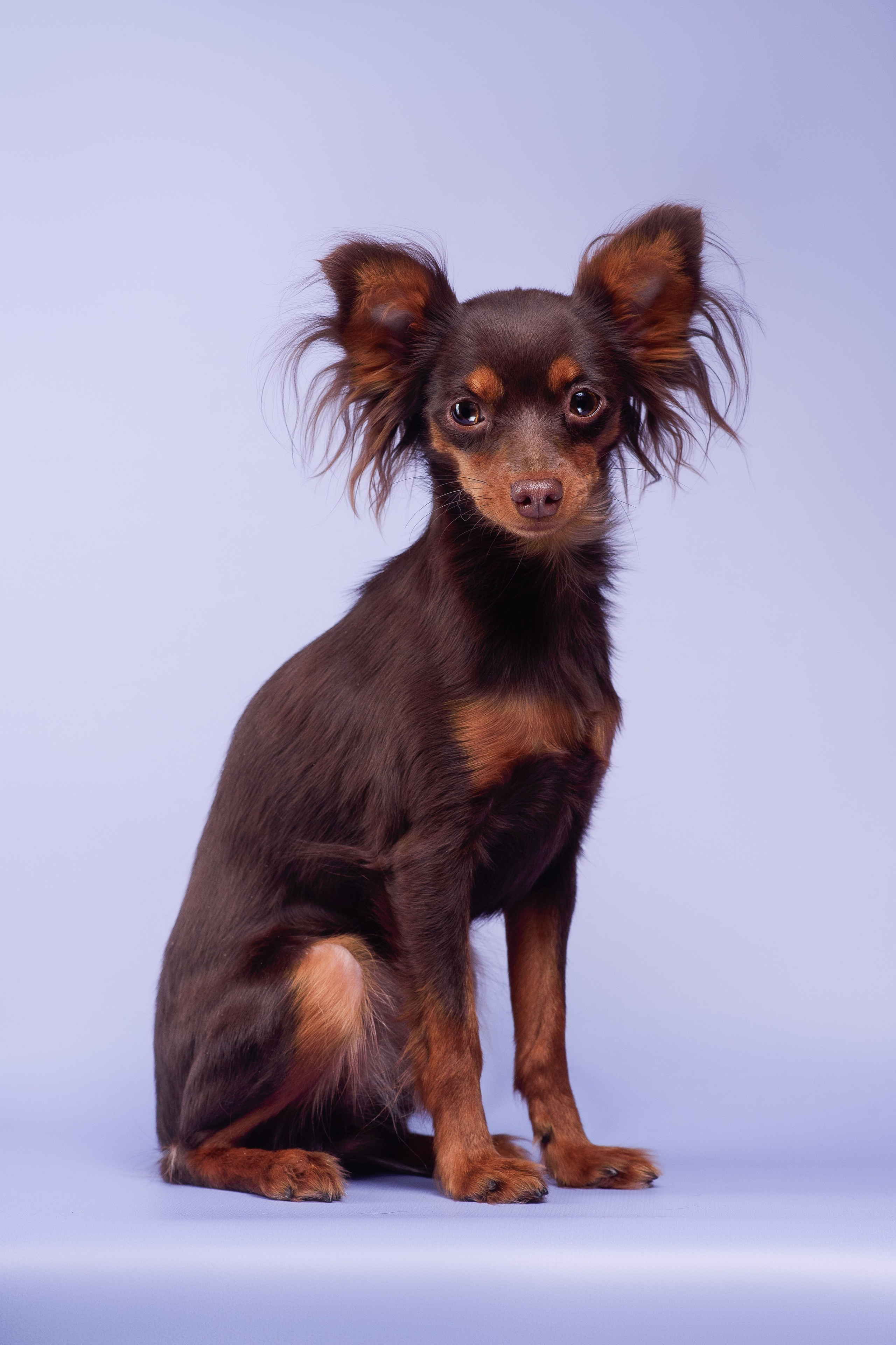 Пражские крысарики — 02.04.2025. Фотограф — Анималист | Анна Абрамова