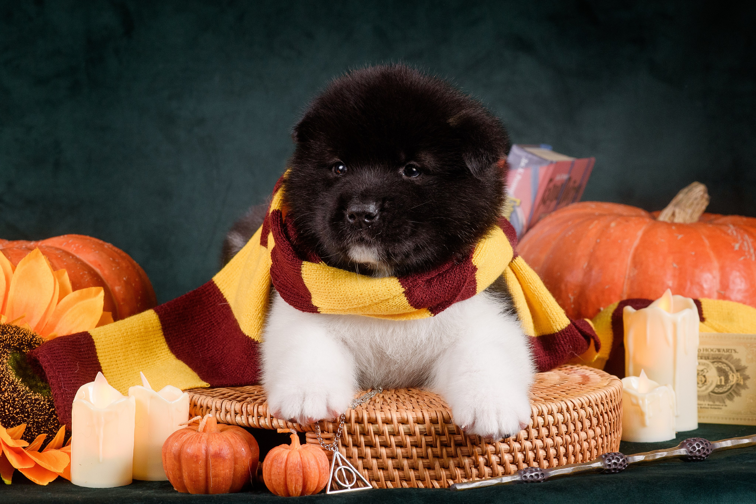 Щенки Американской Акиты — 04.11.2024. Фотограф — Анималист | Анна Абрамова