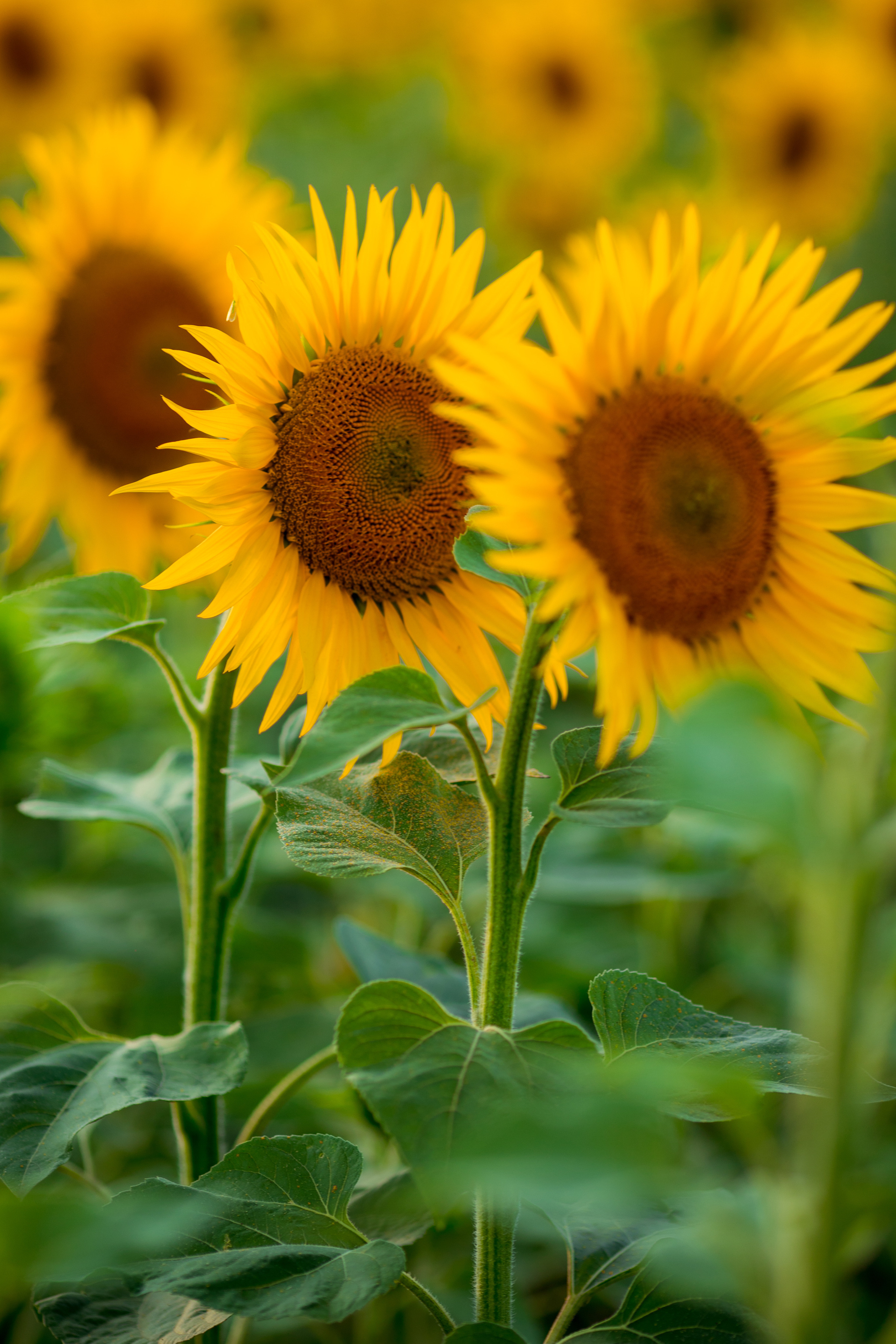 Валя. Свадебный и семейный фотограф в Михайловке Полина Крипс