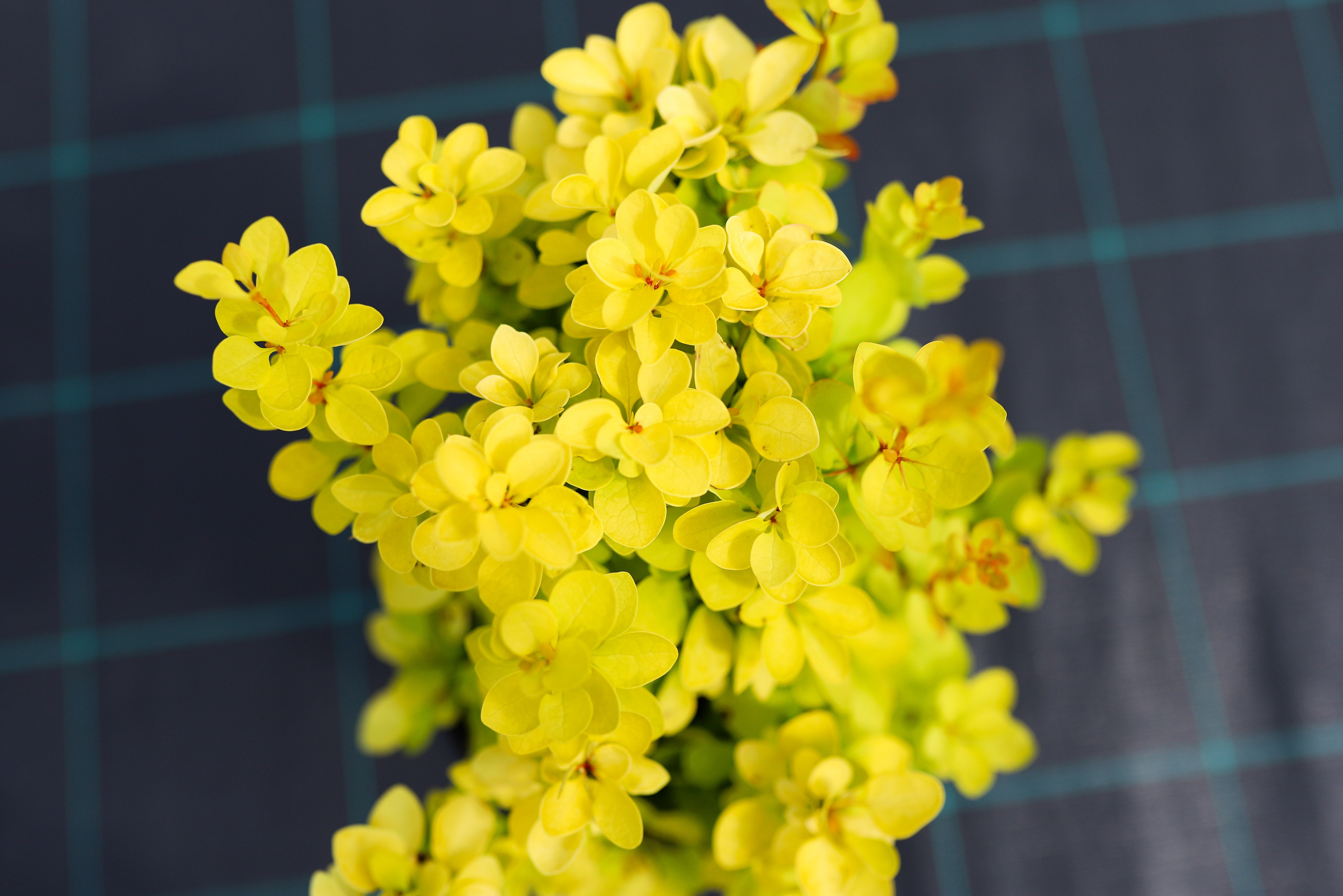 Садовый центр. Фотограф Эмилия Сафиуллина