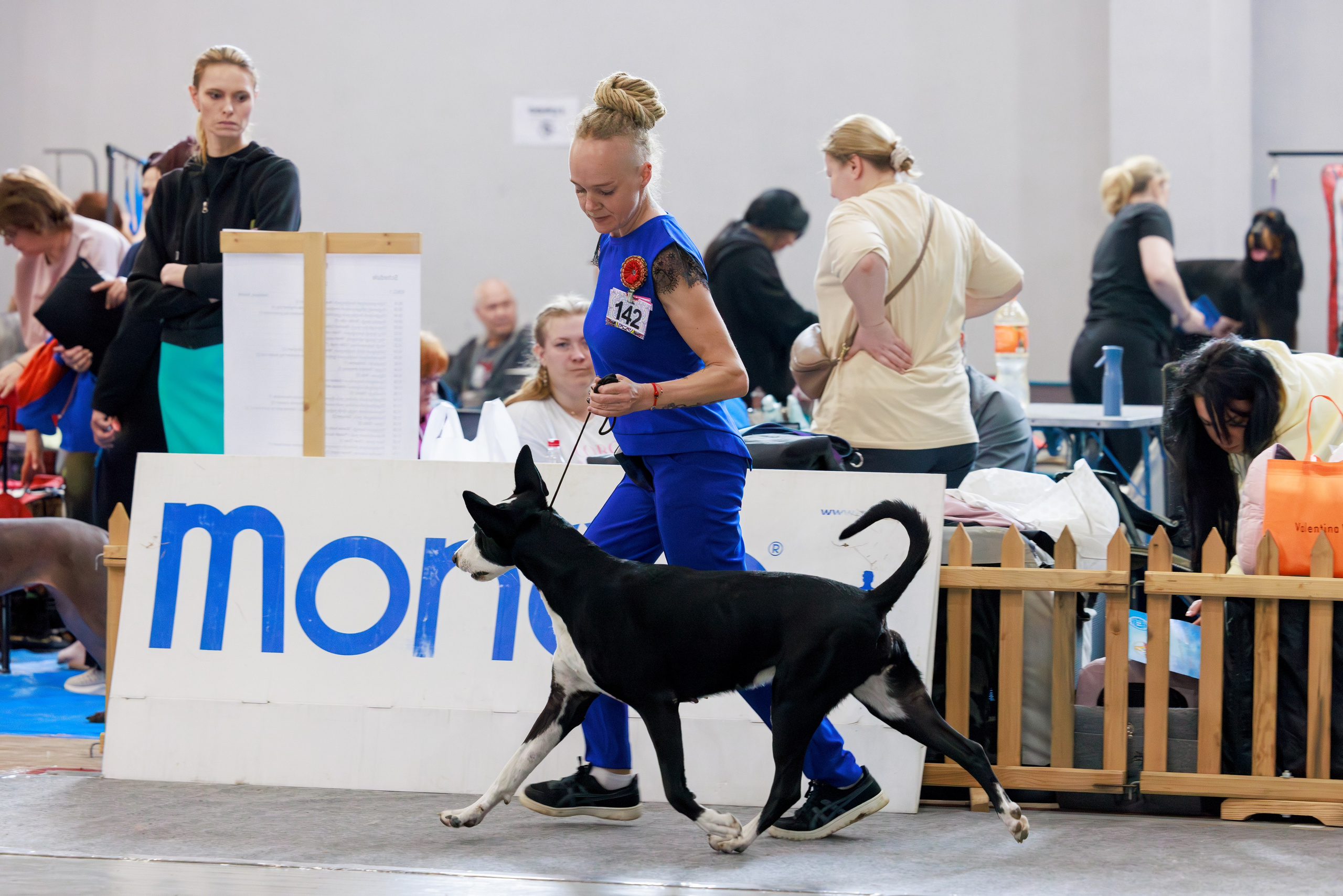 Ереван 2х CACIB 29-30.04.2025. Фотограф-анималист Юлия Германика