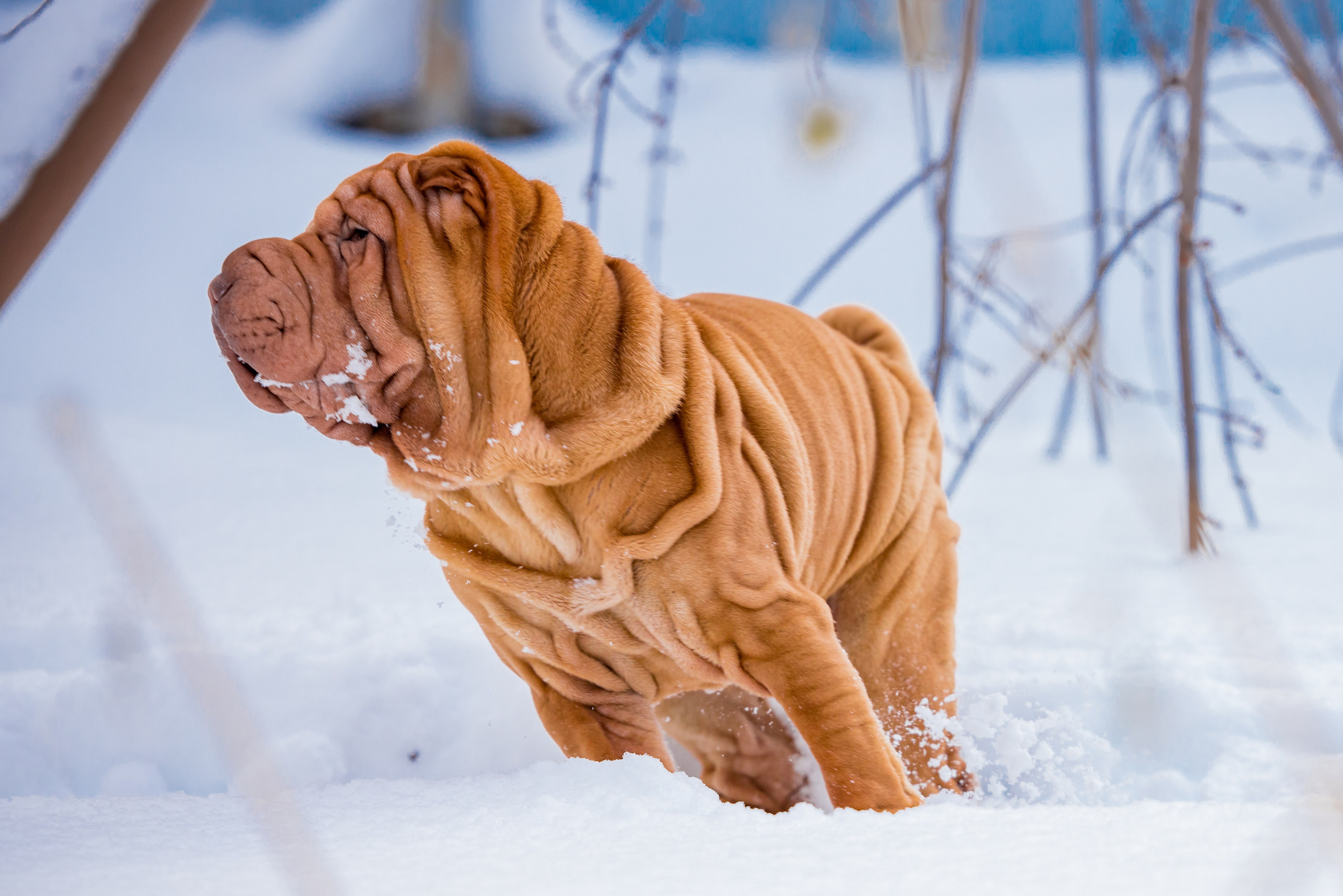 В гостях у шарпеев 16.01.2024. Фотограф-анималист Юлия Германика