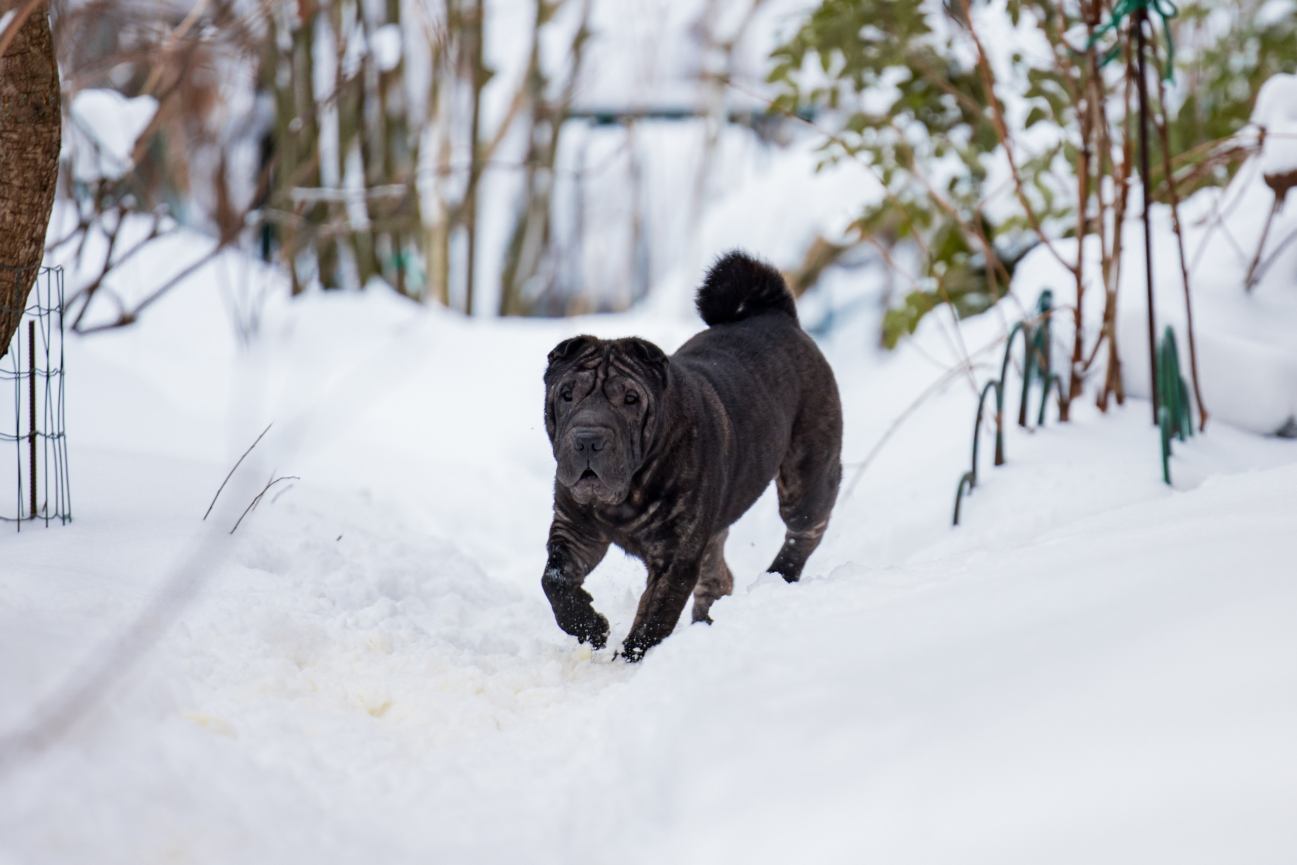 В гостях у шарпеев 16.01.2024. Фотограф-анималист Юлия Германика