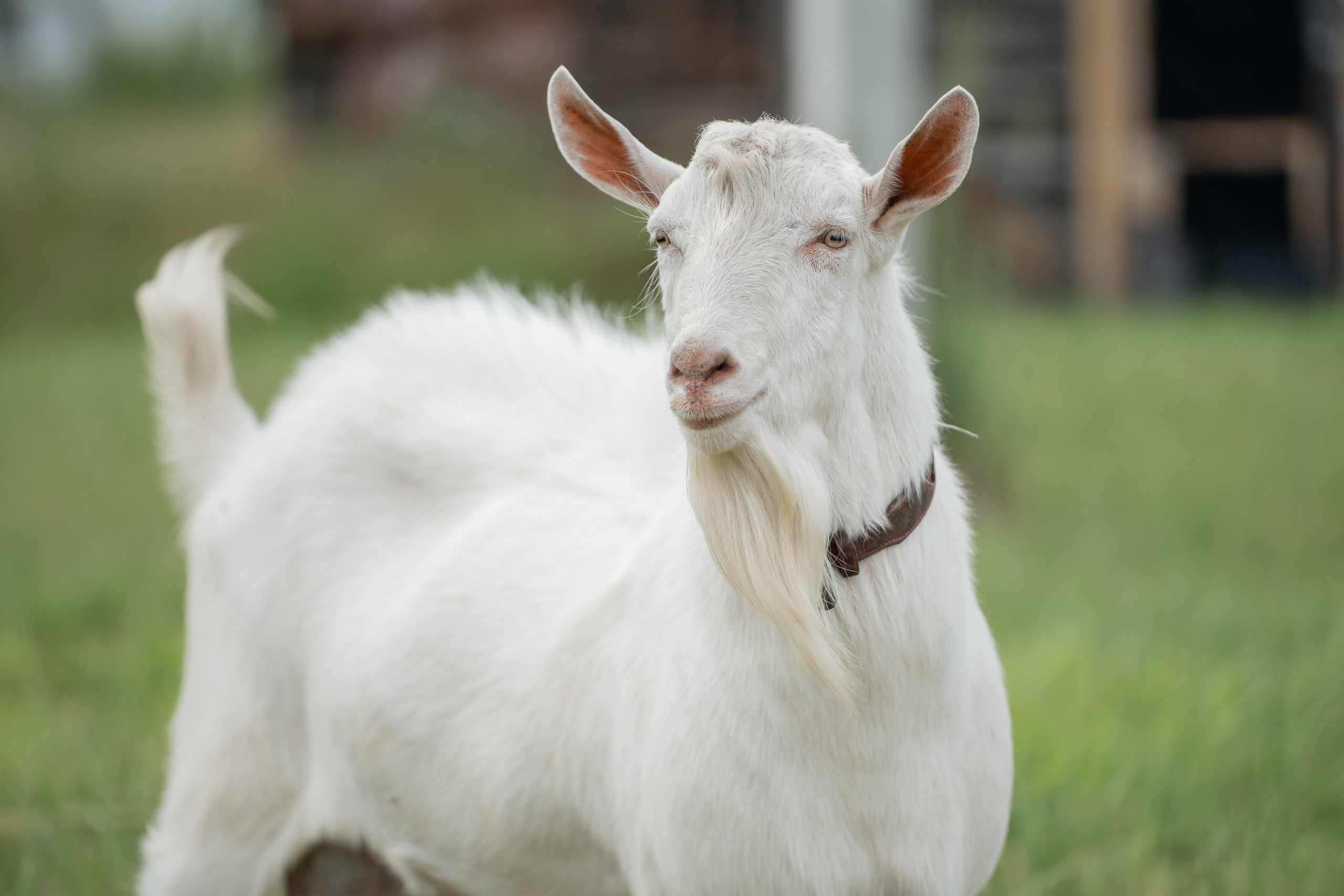 Анимализм. Портретный фотограф Олеся Владимирова в Москве