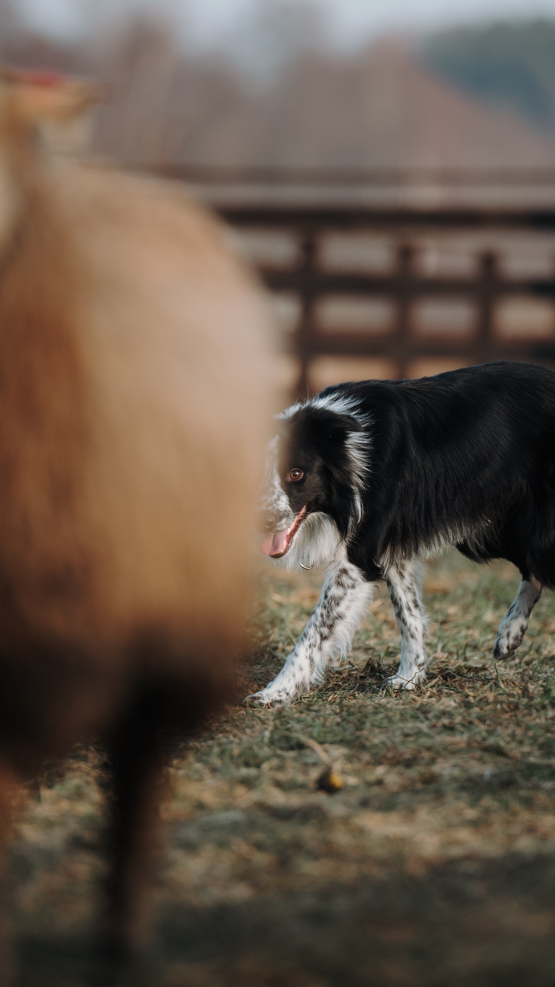 Пастьба. Семейный фотограф анималист Ананьева Мария — Москва