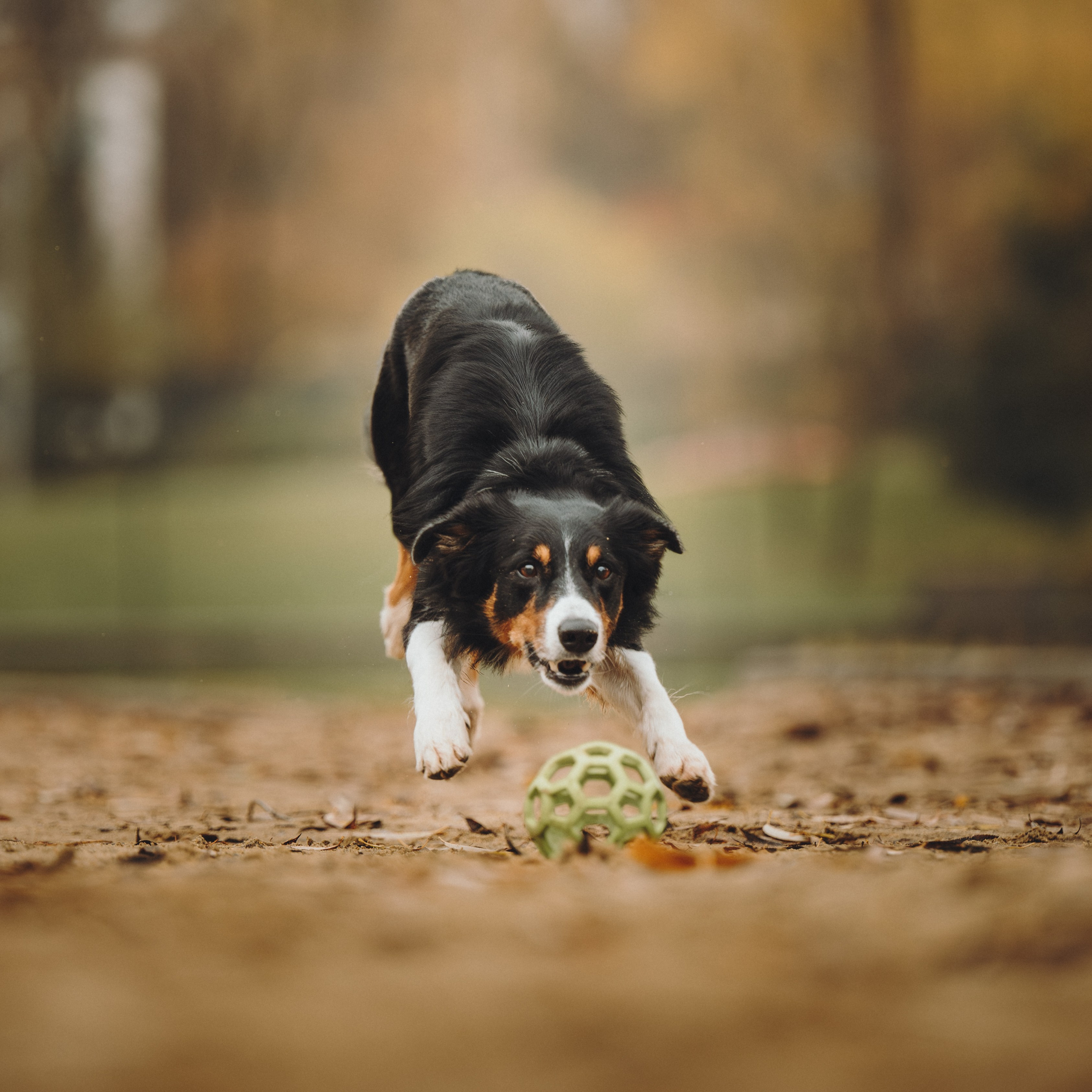Аня, Оскар и Яр. Семейный фотограф анималист Ананьева Мария — Москва