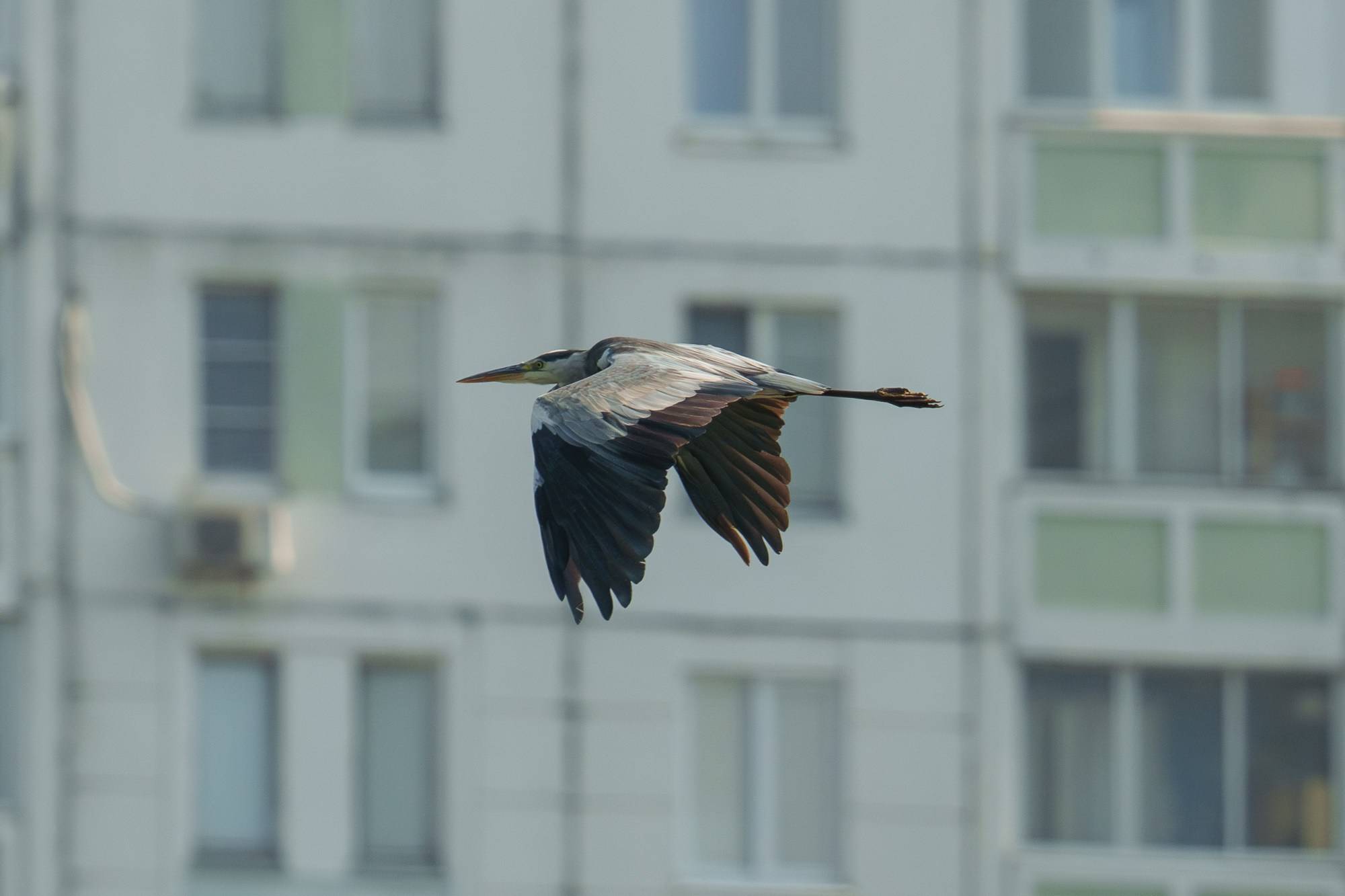 Удивительные мир птиц. Вокруг нас столько прекрасного — присмотритесь!. Ваш личный фотограф Марина Волкова