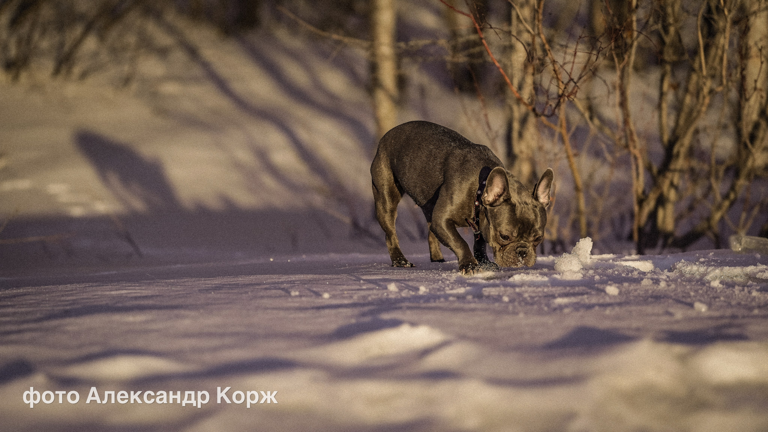 Животные. Фотографии и видеосъемка, Айхал, Удачный, Якутия. Фотографии Айхал