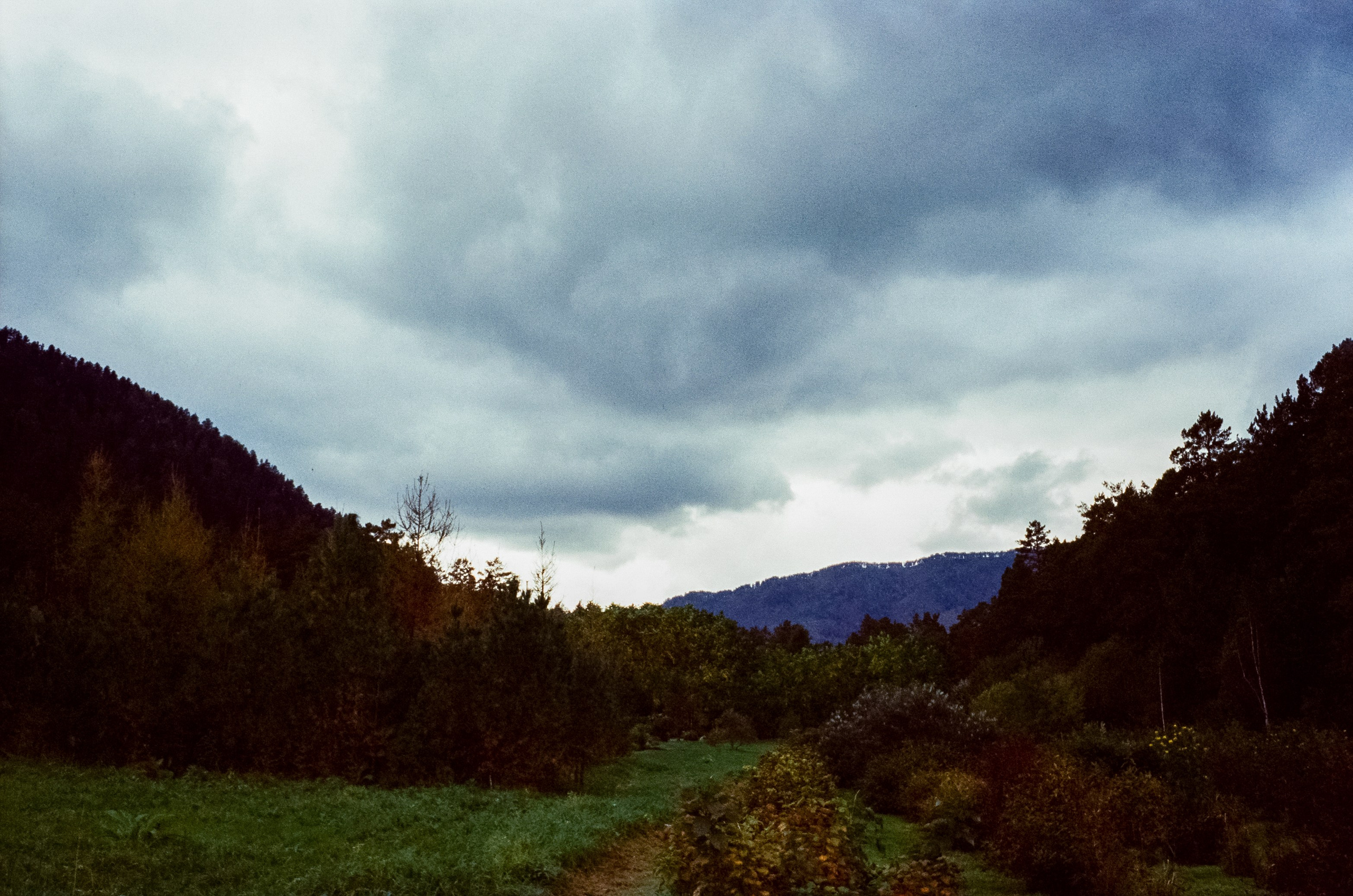 Горно-Алтайский ботанический сад / 13 сентября 2024 года / Minox 35 GT / SFL 250D