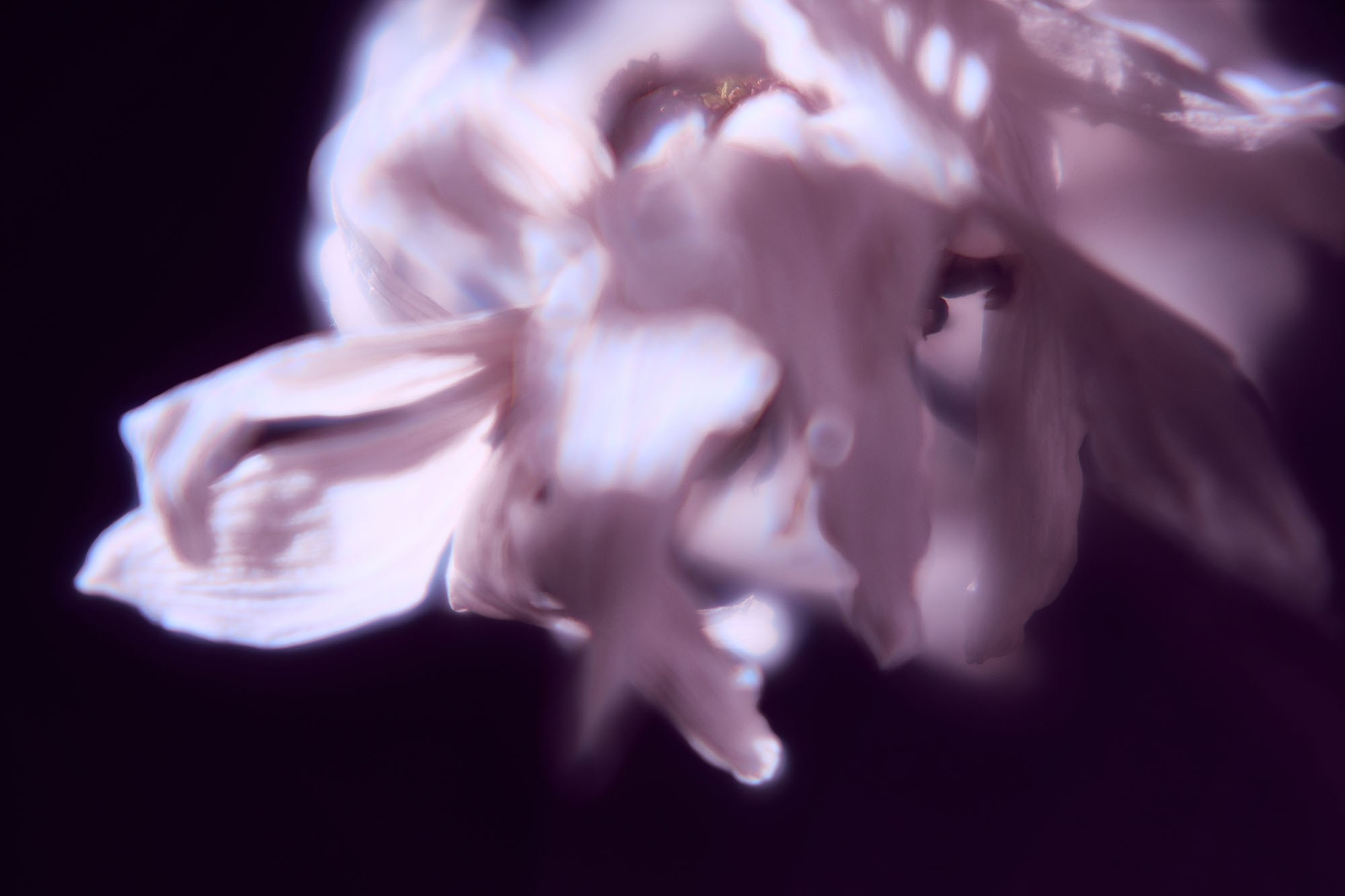 Макро-абстракция «Эфемерность» | Лимитированная серия. Sandra Marselly | Абстрактная Макро-Фотография