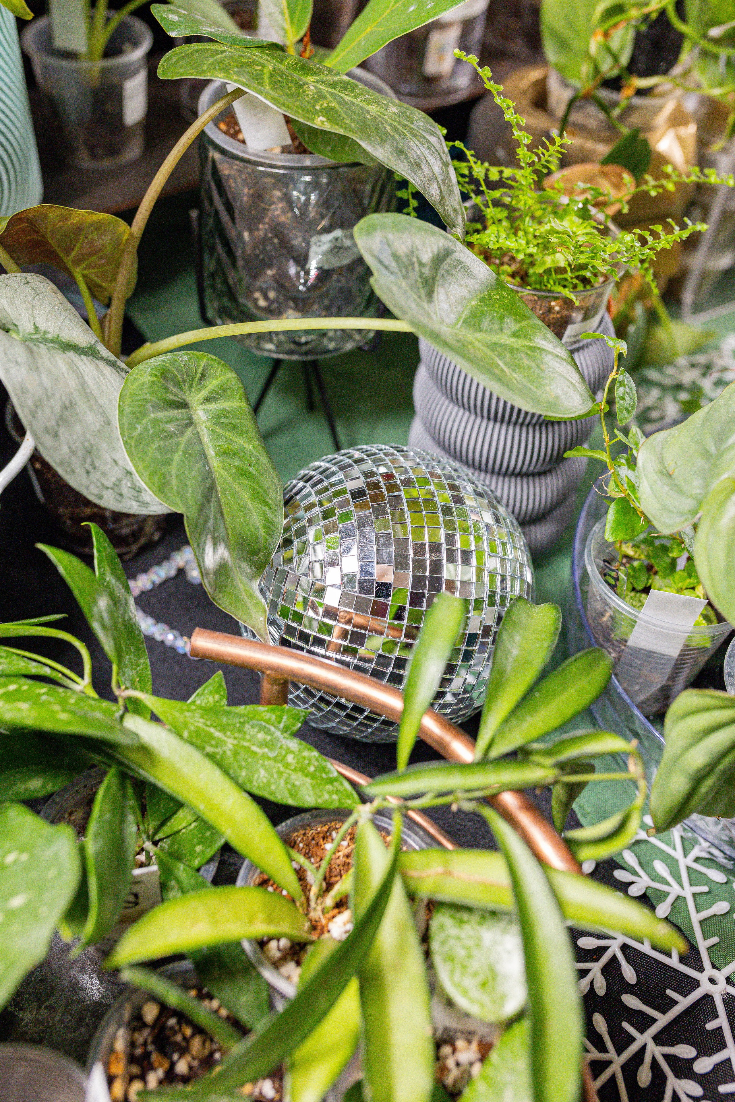 Growbox декабрь 2025. Александра Куликова фотограф, Москва