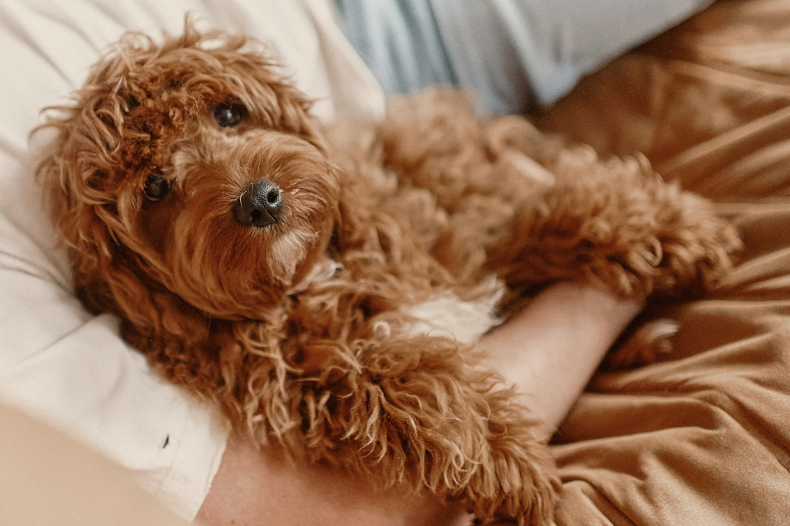 ИСТОРИЯ ОДНОЙ ПУЗОЖИТЕЛЬНИЦЫ. Свадебный и семейный фотограф РИТА БОЧКАРЁВА