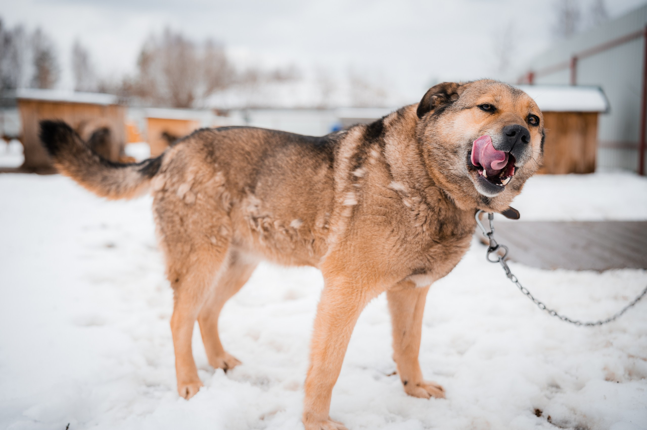 Джесси. Улыбка собаки — спасение и пристройство бездомных собак