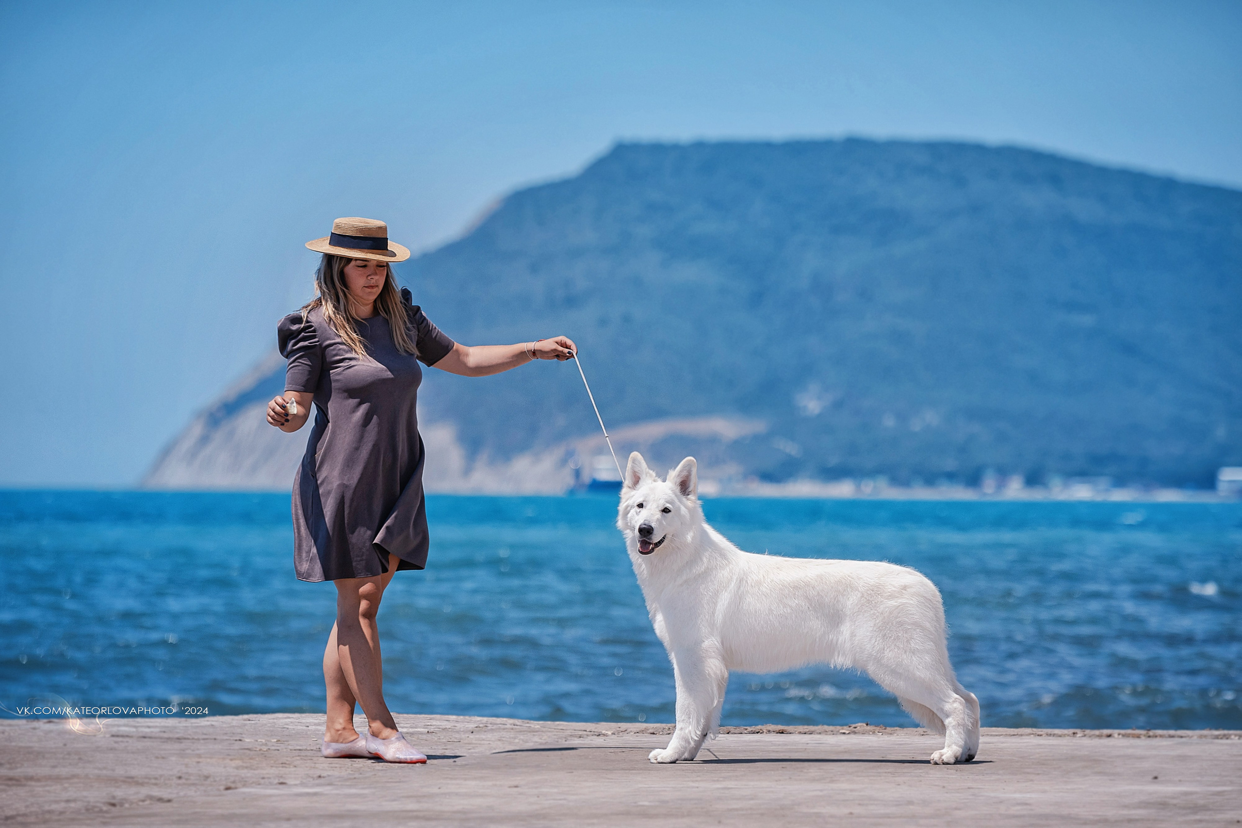 Фотосъемка собак, щенков, на выставках, фотограф анималист Россия воронеж. Питомник собак Акита, Хаски, Корги