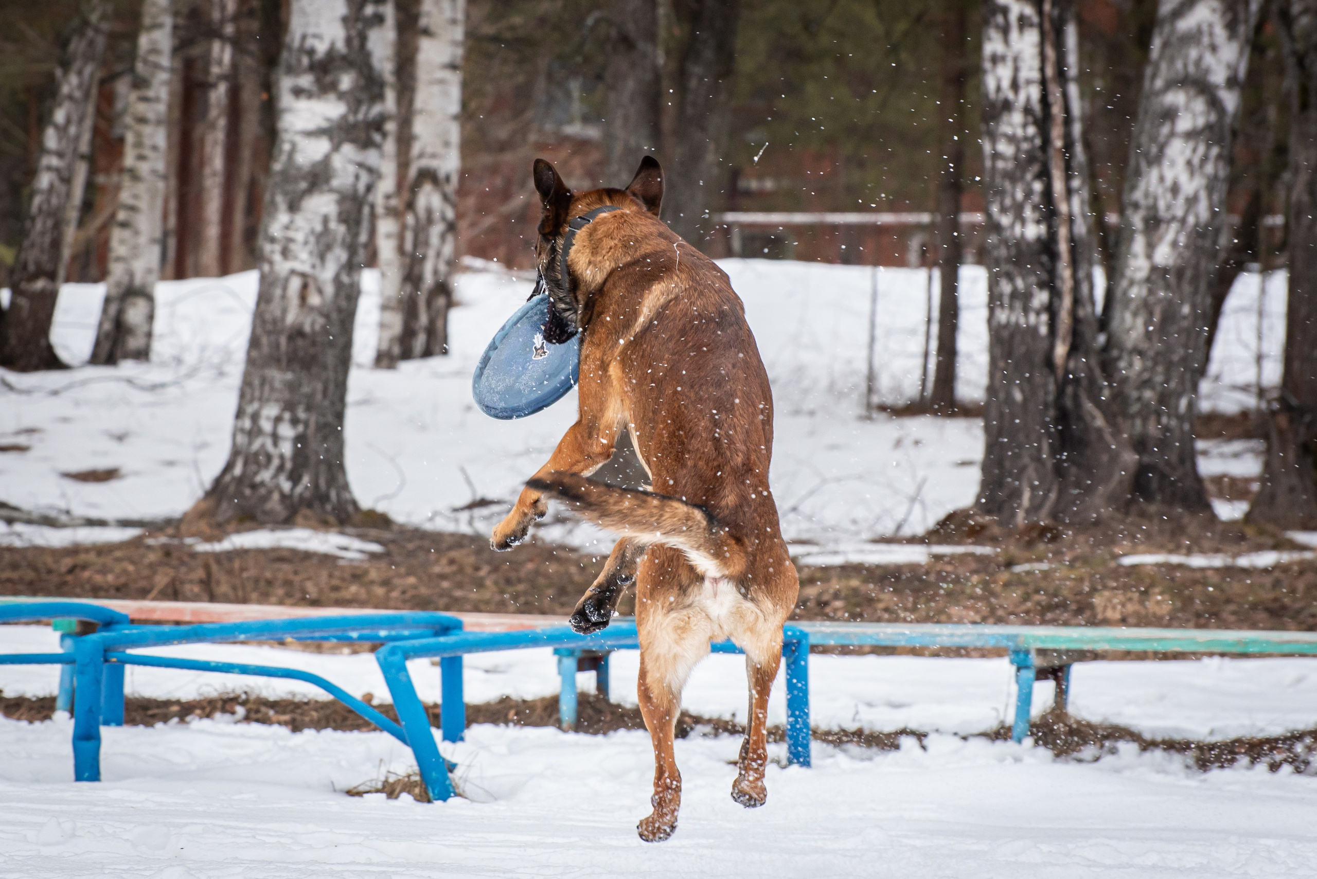 Фотосъёмка с собаками в Кинологическом лагере. Фотограф Макс Огурцов в Нижнем Новгороде