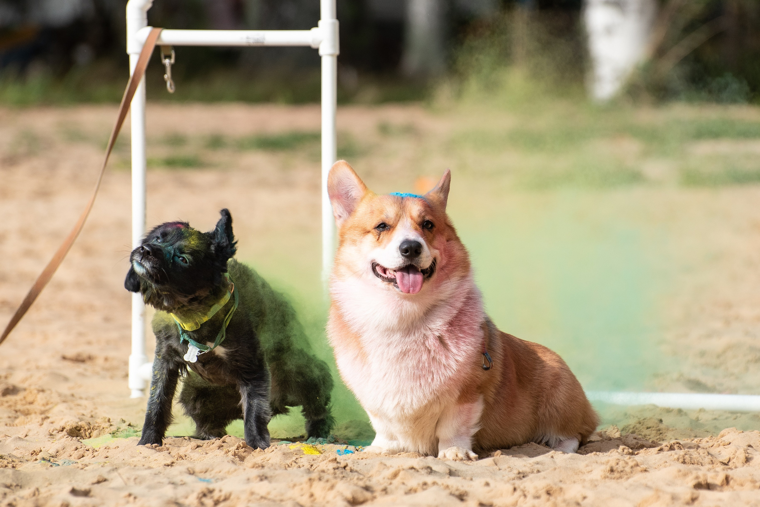 Всплеск эмоций 2023 Кинологический фестиваль. Фотограф Макс Огурцов в Нижнем Новгороде