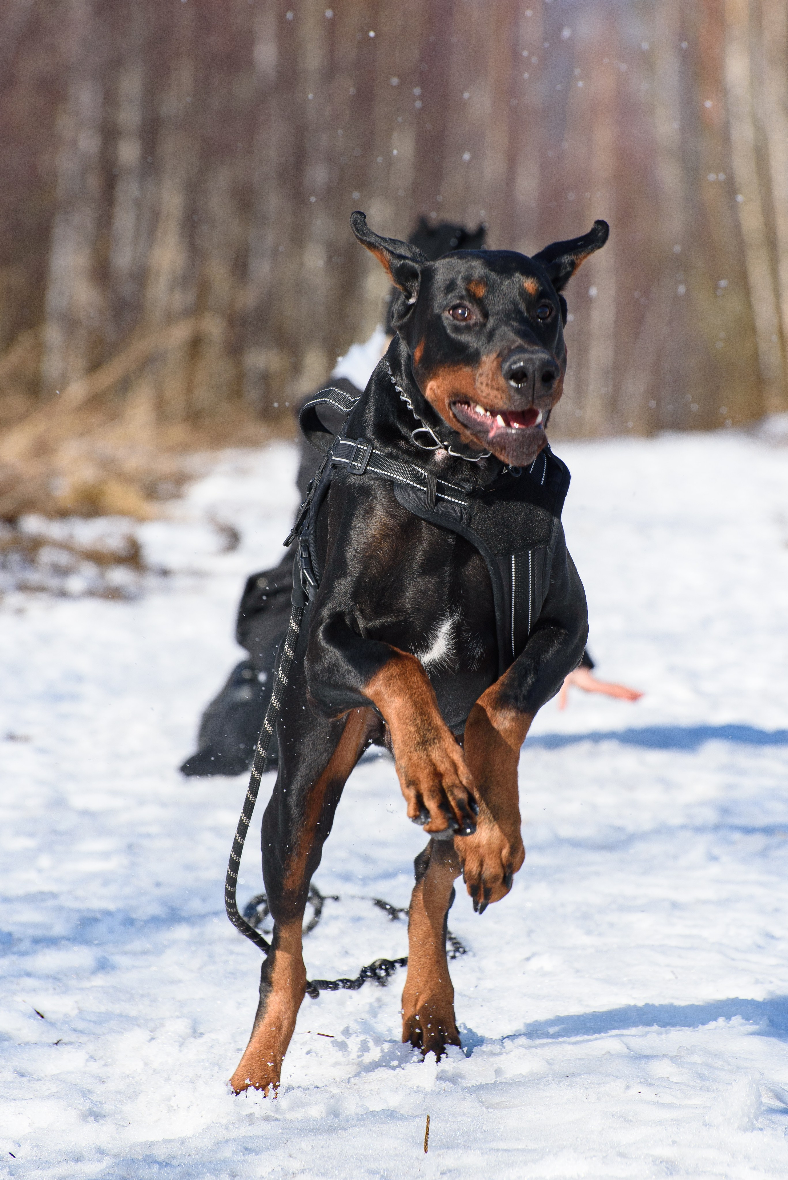 Фотосессию с любимым доберманом. Фотограф Макс Огурцов в Нижнем Новгороде