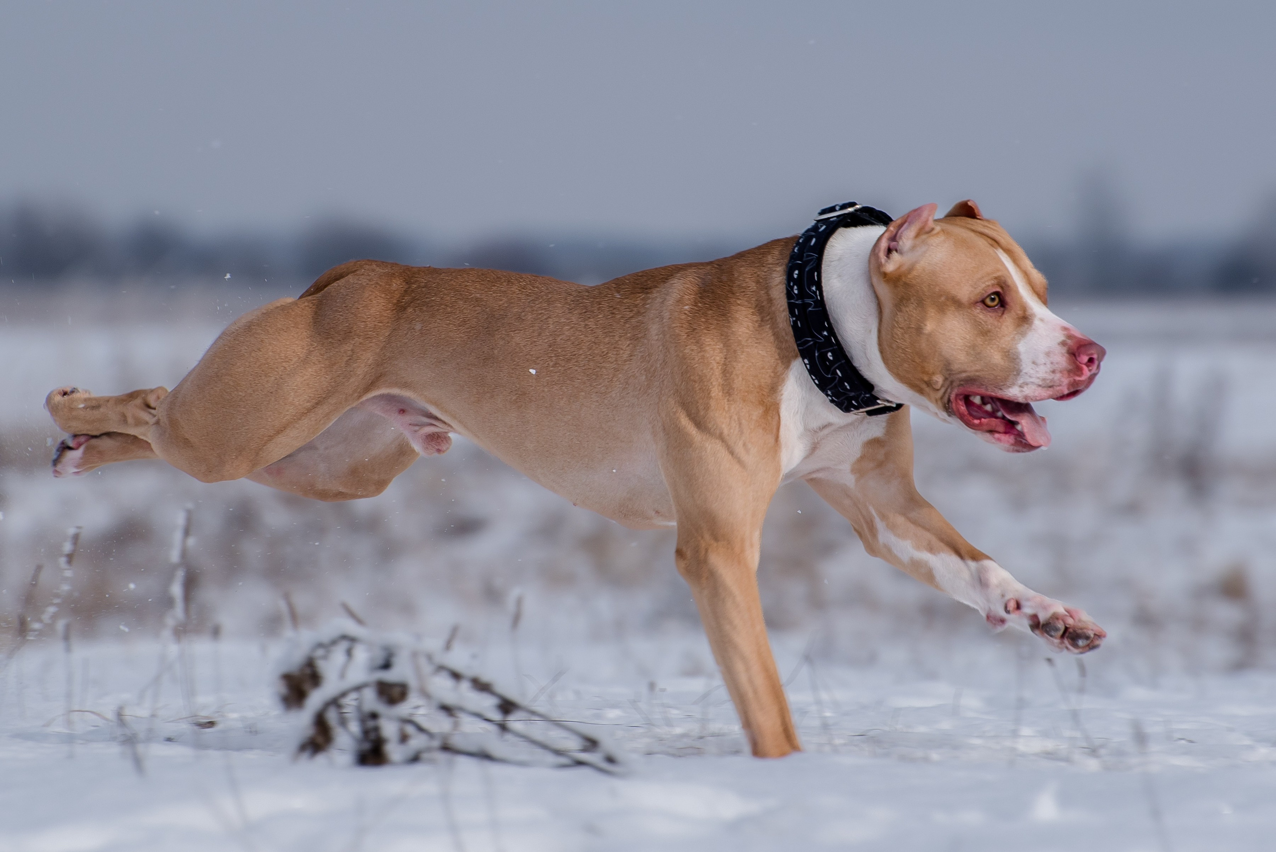 Бега за механической приманкой (Курсинг). Фотограф Макс Огурцов в Нижнем Новгороде