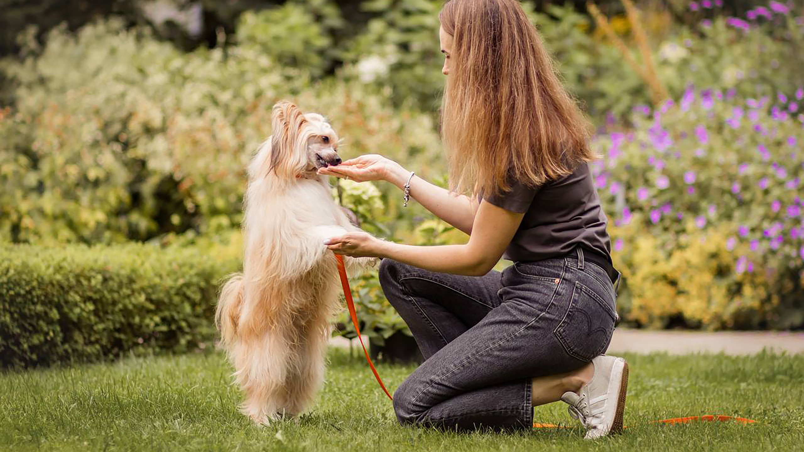 Poale Ell Veles. Poale Ell Chinese Crested Dog Kennel: Buy a puppy from the kennel