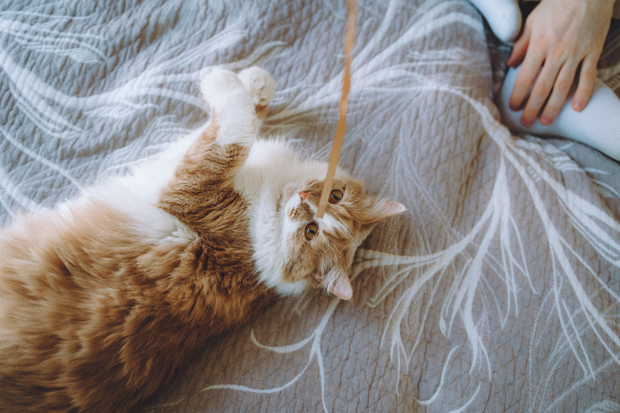 День Рождения Шу