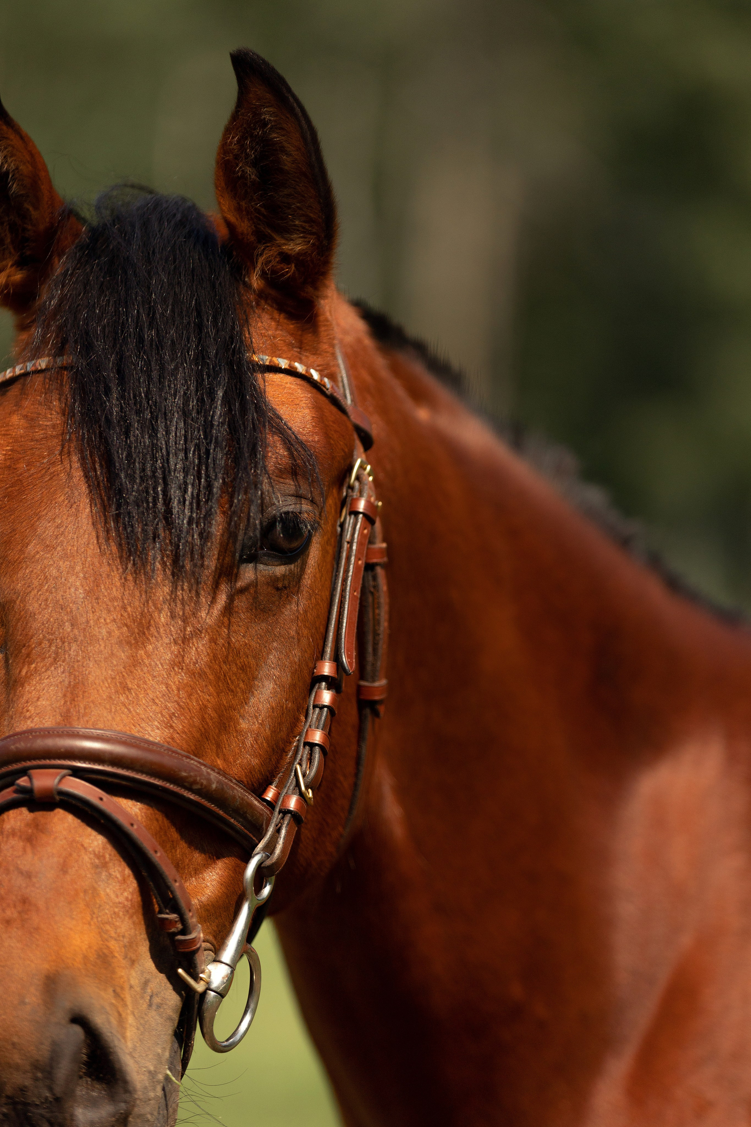 Лошади. Конный фотограф Валынкина Лера