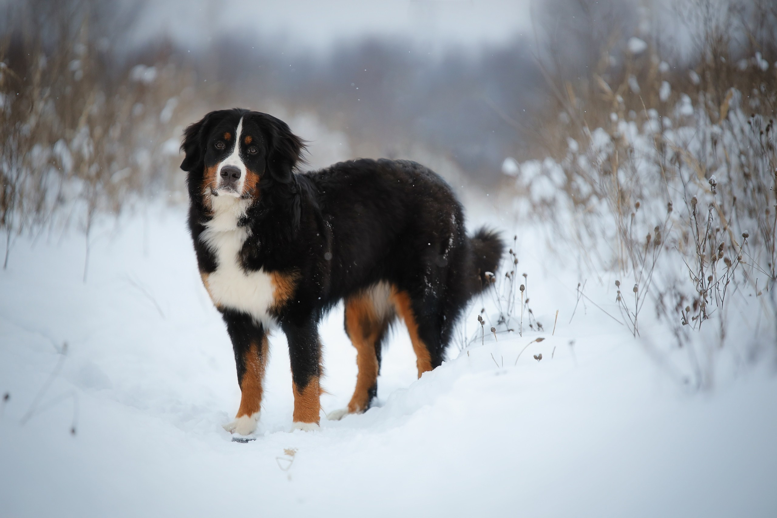 Четвероногие друзья. Репортажный, семейный, школьный фотограф в Иванове Инна Крылова