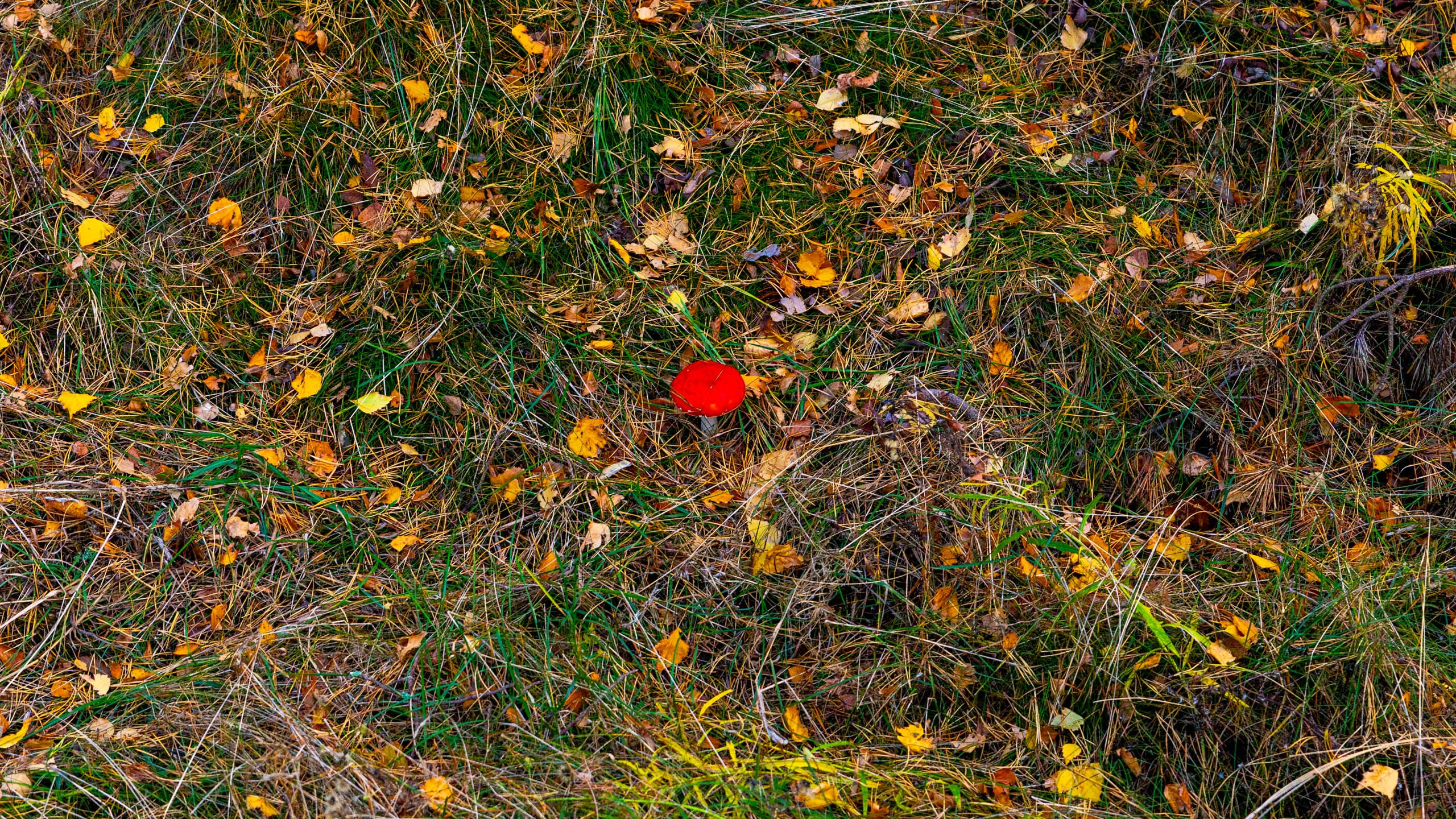 2024 10 Зеленоградск, Светлогорск, Куршская коса. Фотографии