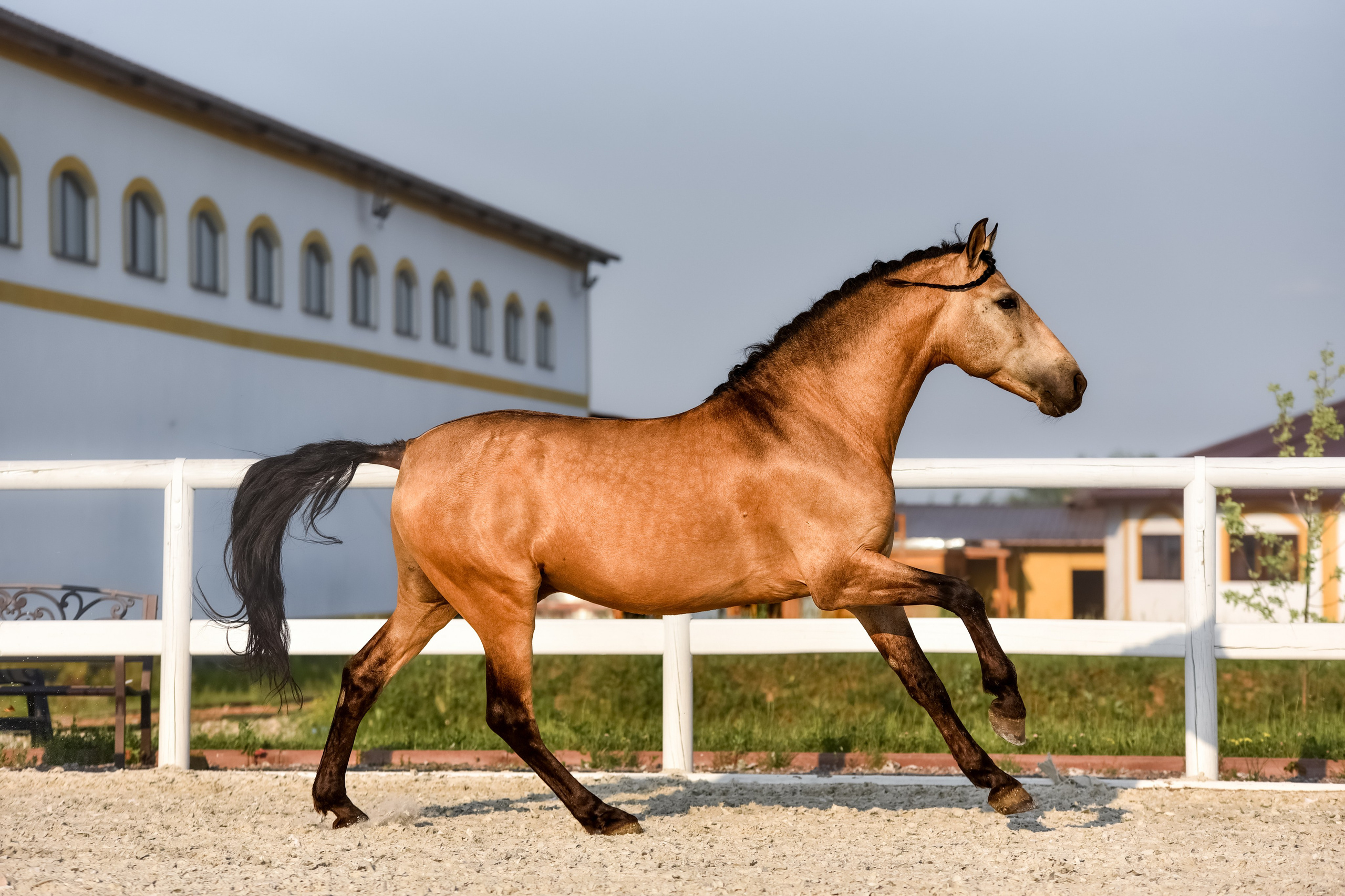 Лошади на свободе, съемка лошадей, экстерьерная съемка, фотосессия