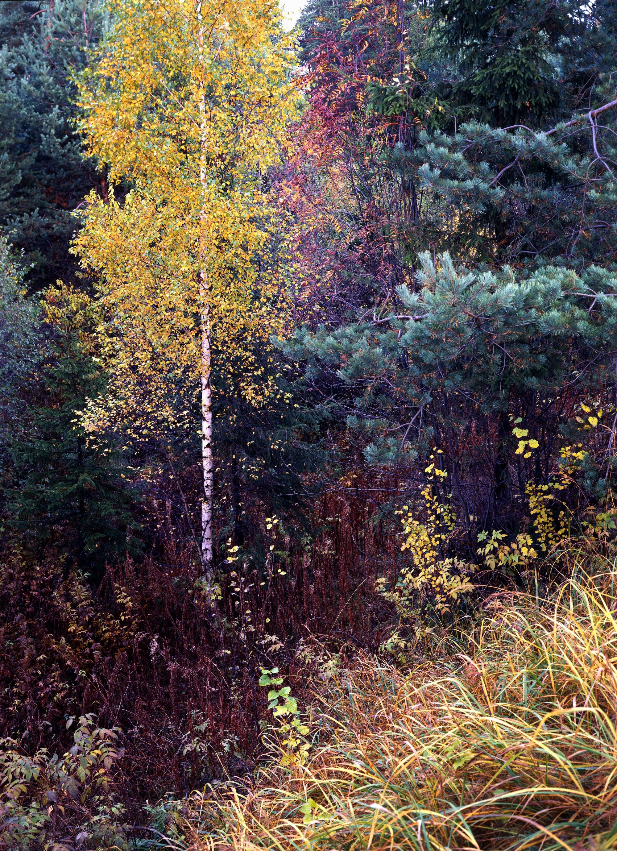 Осень. ВАДИМ ГИППЕНРЕЙТЕР — ВЕЛИКИЙ ФОТОГРАФ ЗЕМЛИ РУССКОЙ