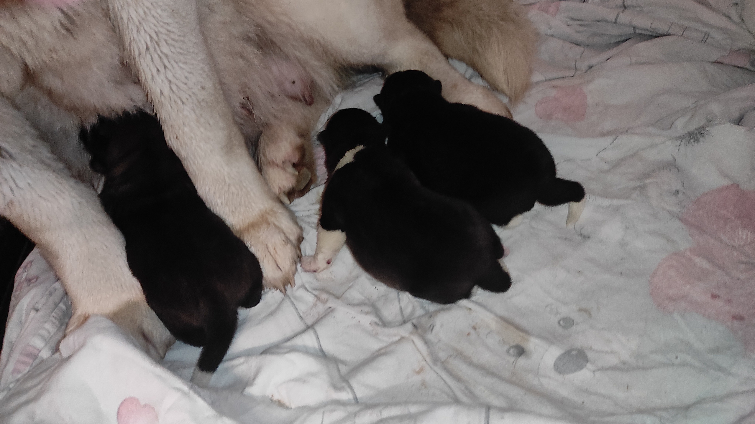 Американская акита  щенки питомник Санкт-Петербург клубные щенки Американская акита питомник RUBYLIGHT Рубилайт купить щенка американской акиты