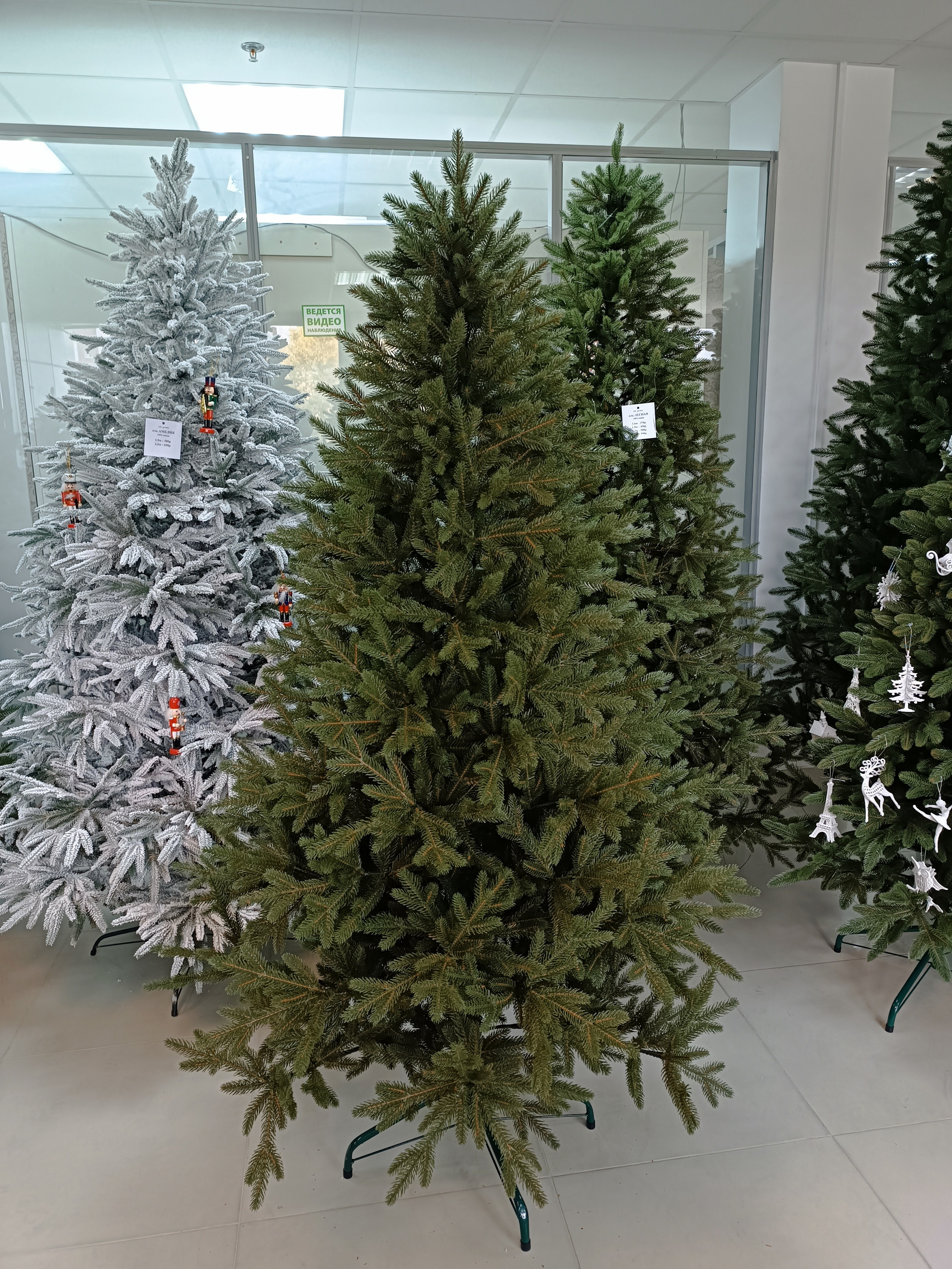 ЛЕСНАЯ. Elki_grodno