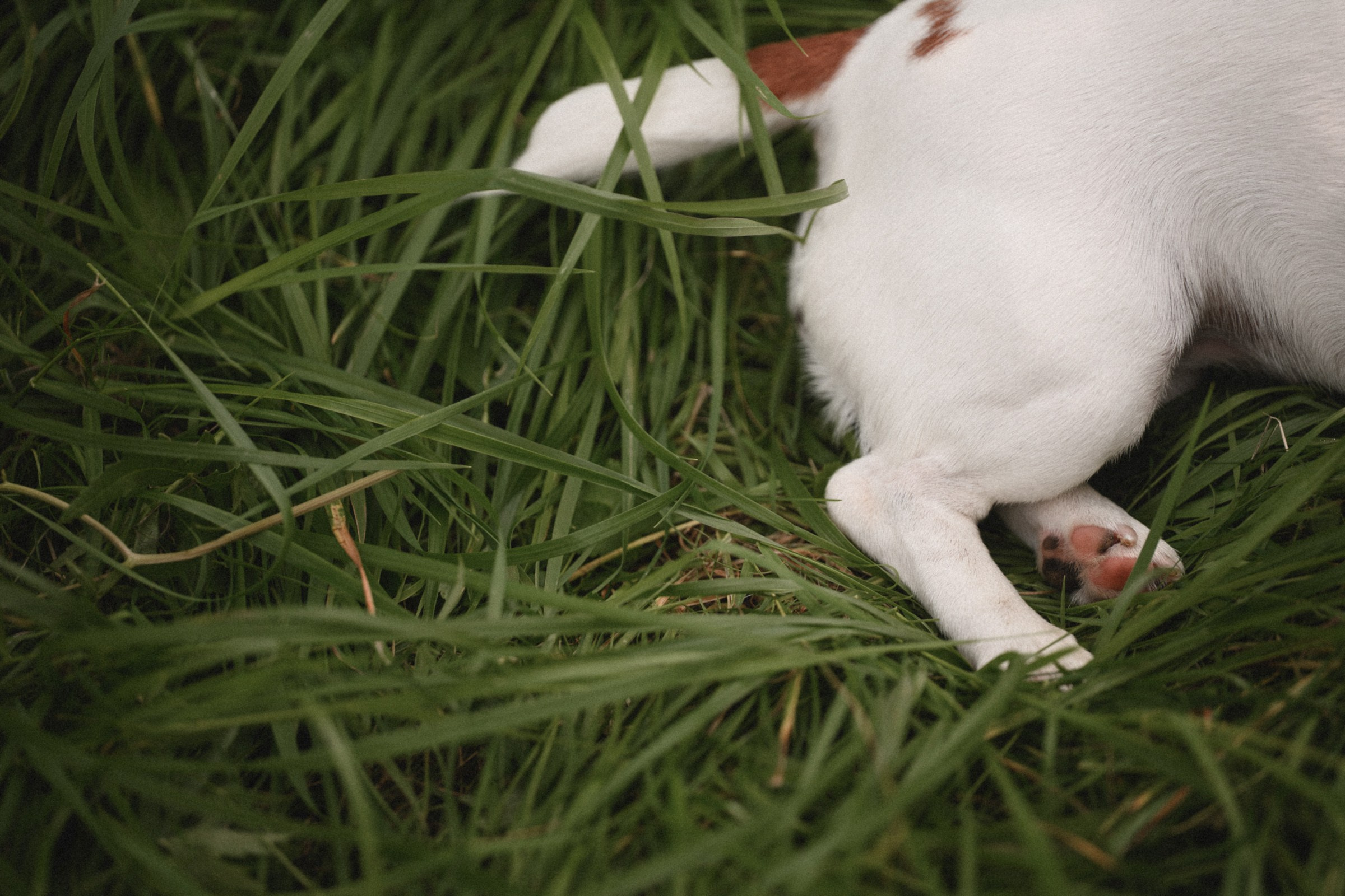 ЛУНА. Свадебный и семейный фотограф в Ростове-на-Дону