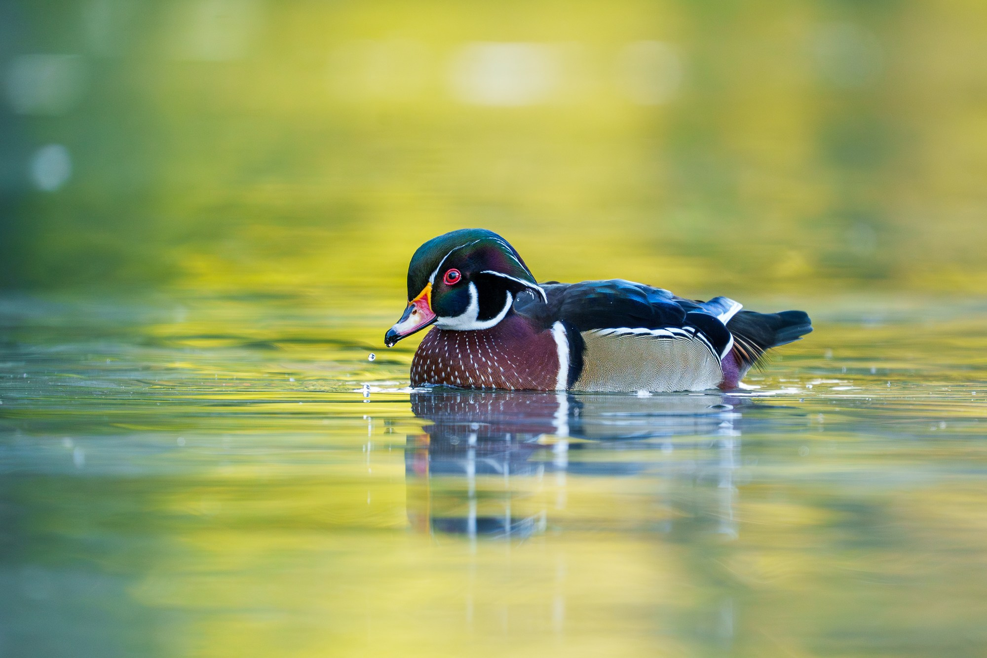 Удивительные мир птиц. Вокруг нас столько прекрасного — присмотритесь!. Ваш личный фотограф Марина Волкова