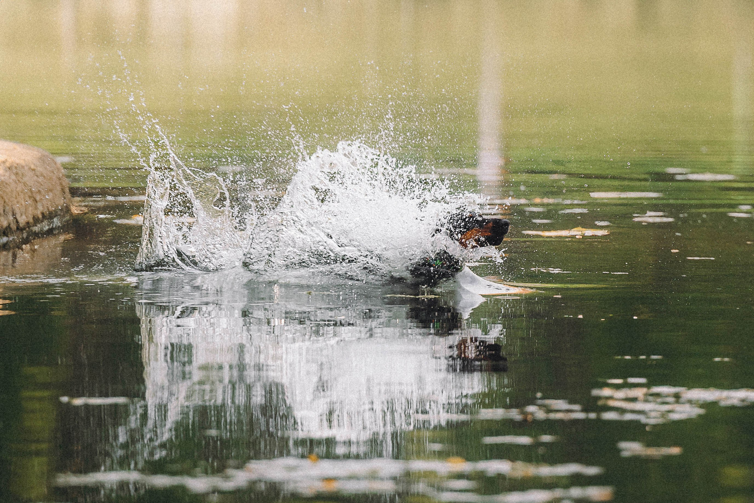 Паша и Хайди