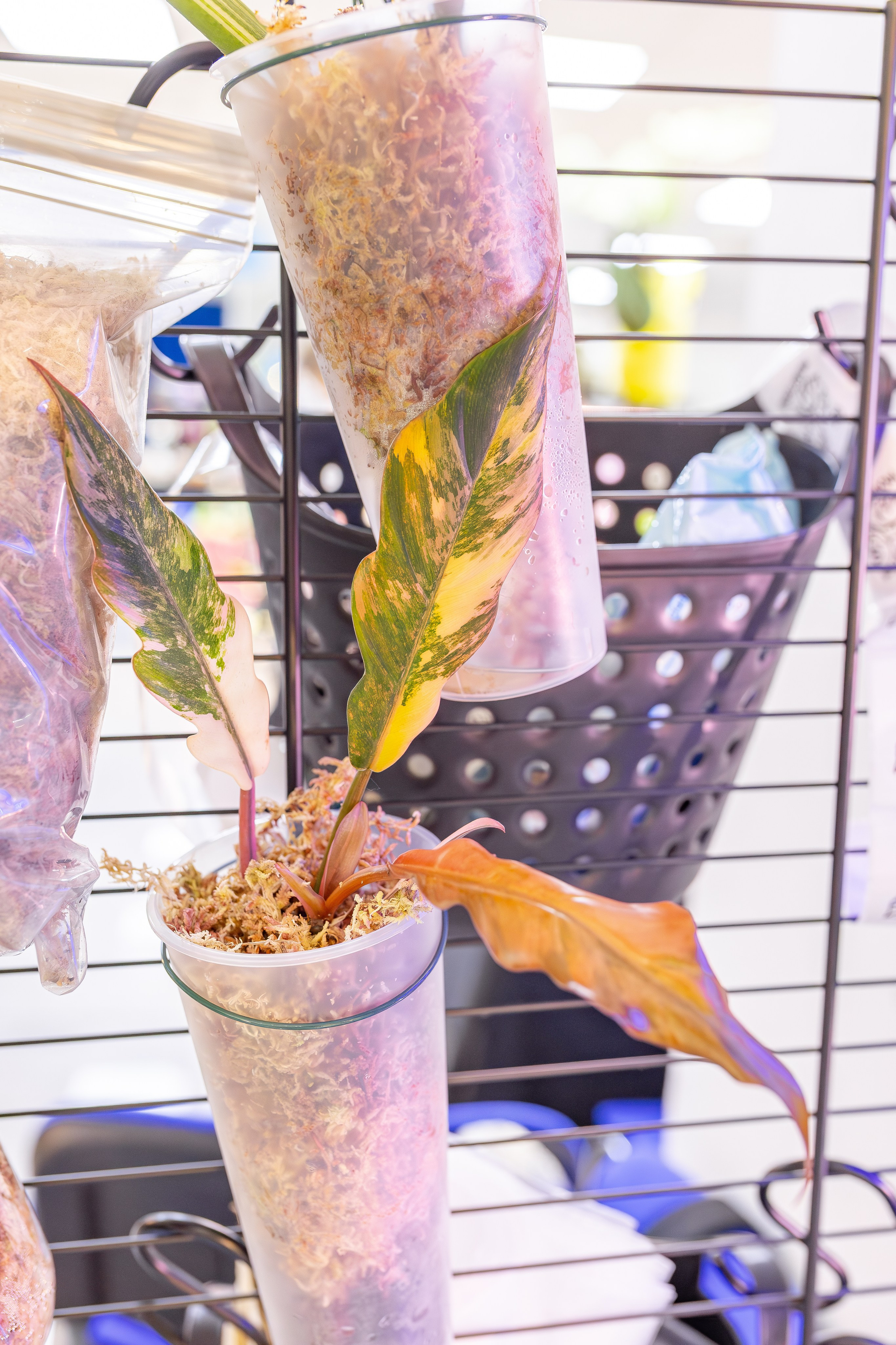 Орхидиум 12.2025. Александра Куликова фотограф, Москва