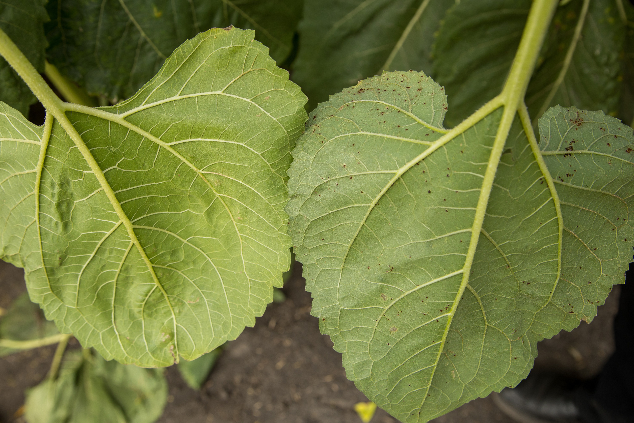 Решения для сельского хозяйства BASF 16.08.2022. Владислав Волков | Фотография и видеосъемка в Воронеже
