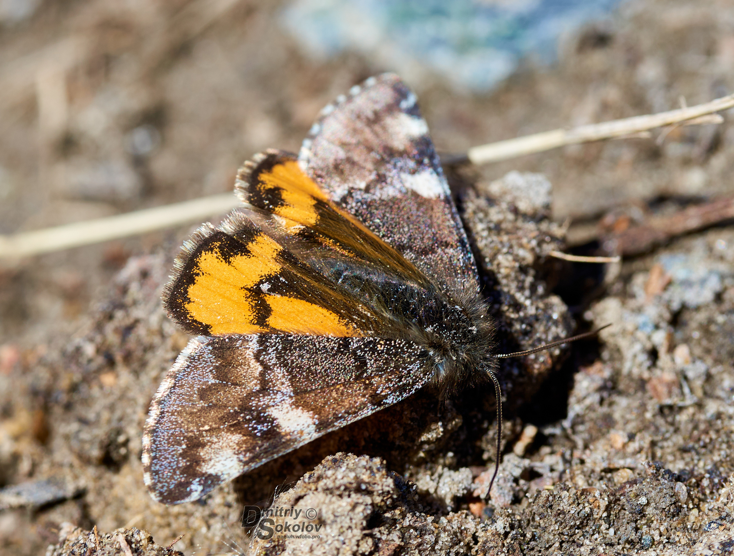 Бабочки. Портретный и репортажный фотограф в Тюмени | Соколов Дмитрий