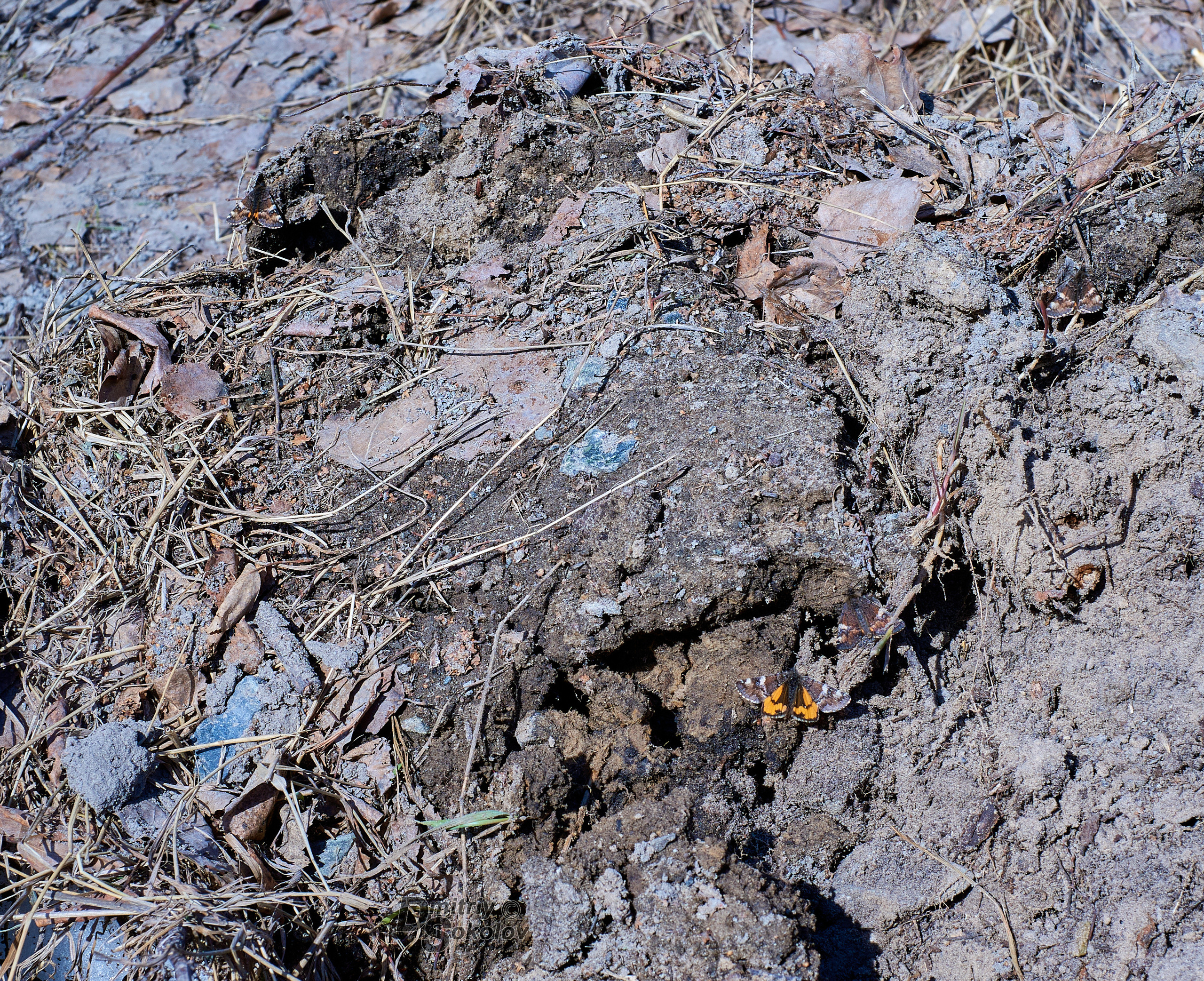 Бабочки. Портретный и репортажный фотограф в Тюмени | Соколов Дмитрий