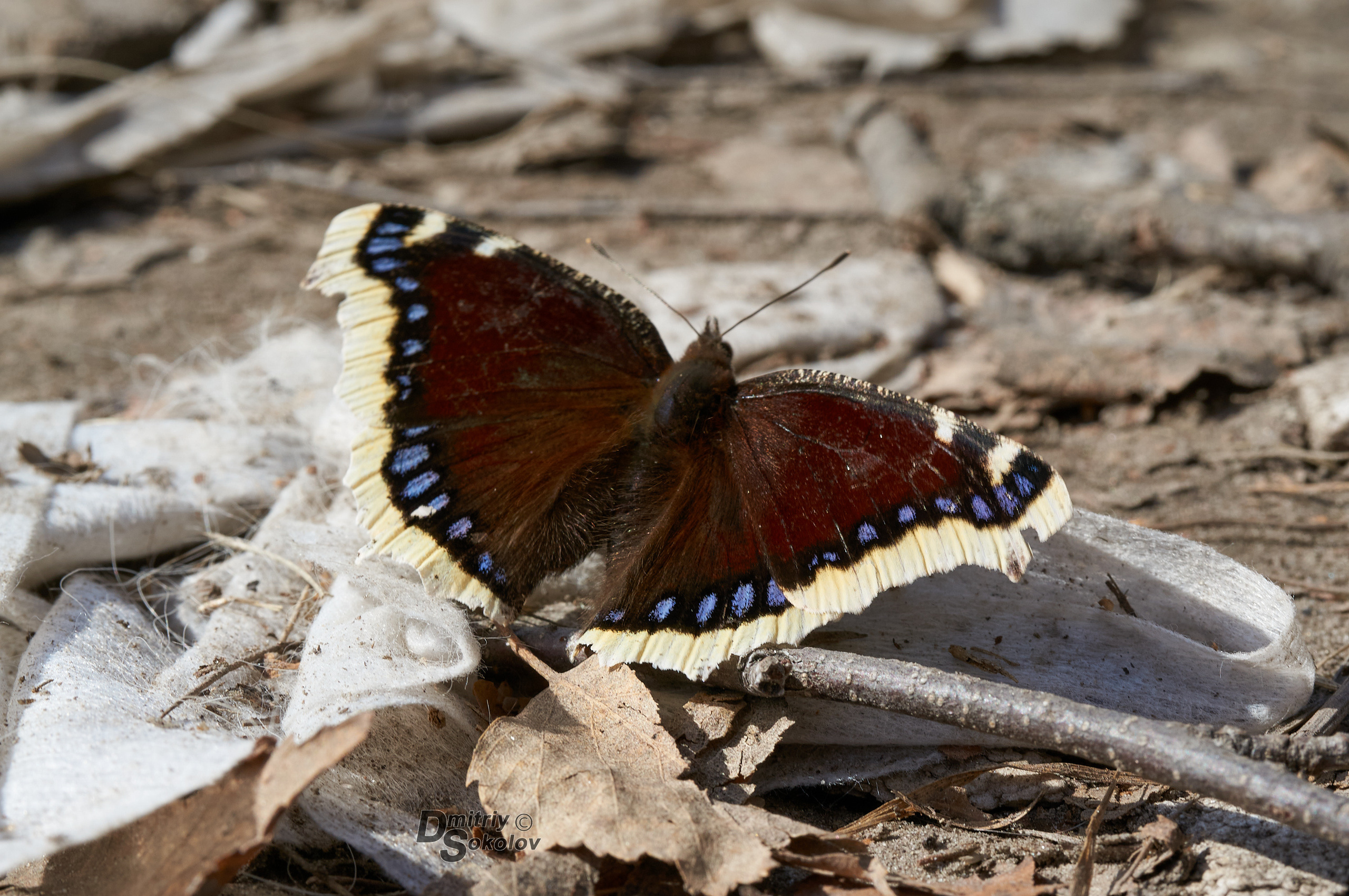 Бабочки. Портретный и репортажный фотограф в Тюмени | Соколов Дмитрий