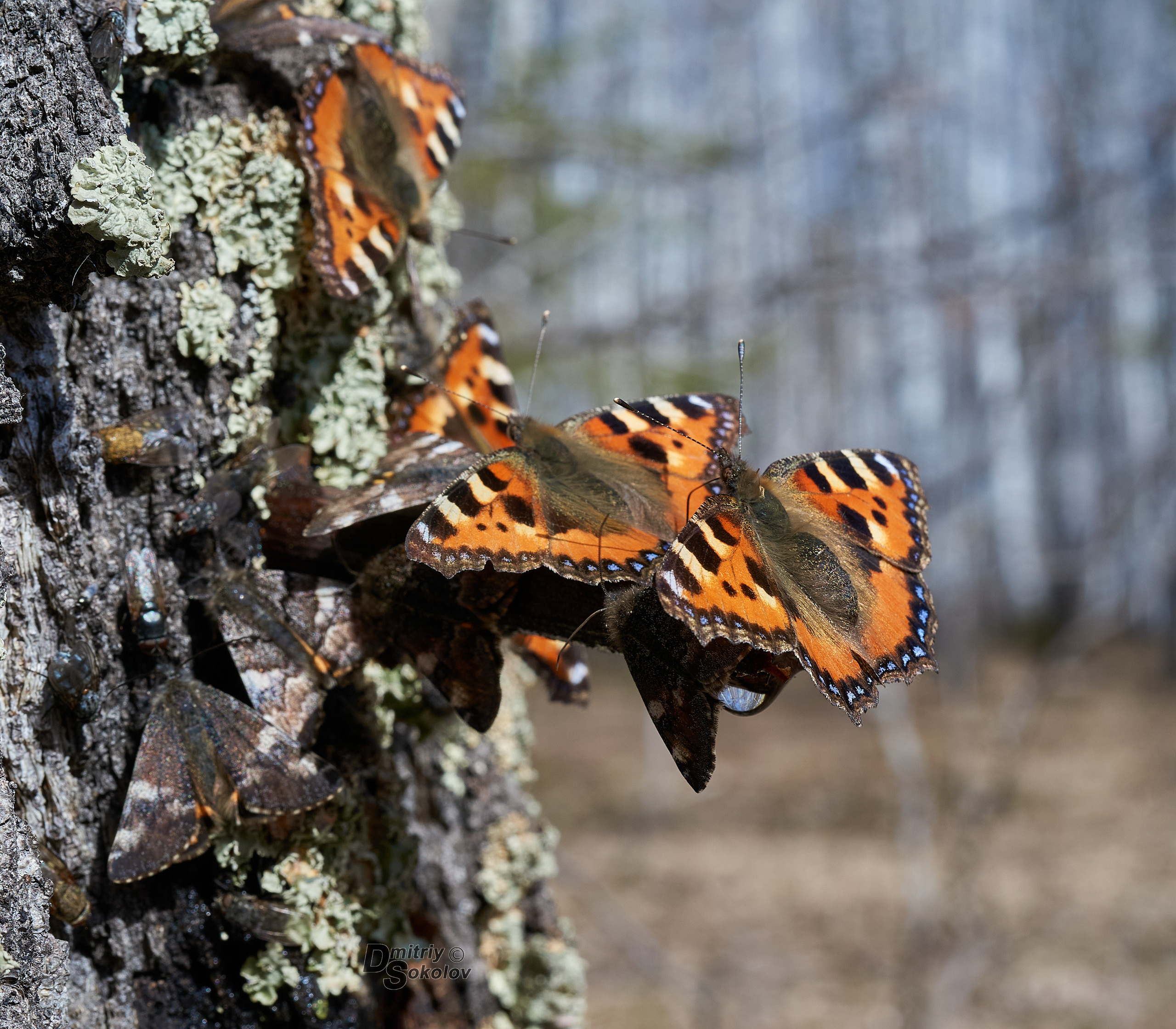 Бабочки. Портретный и репортажный фотограф в Тюмени | Соколов Дмитрий