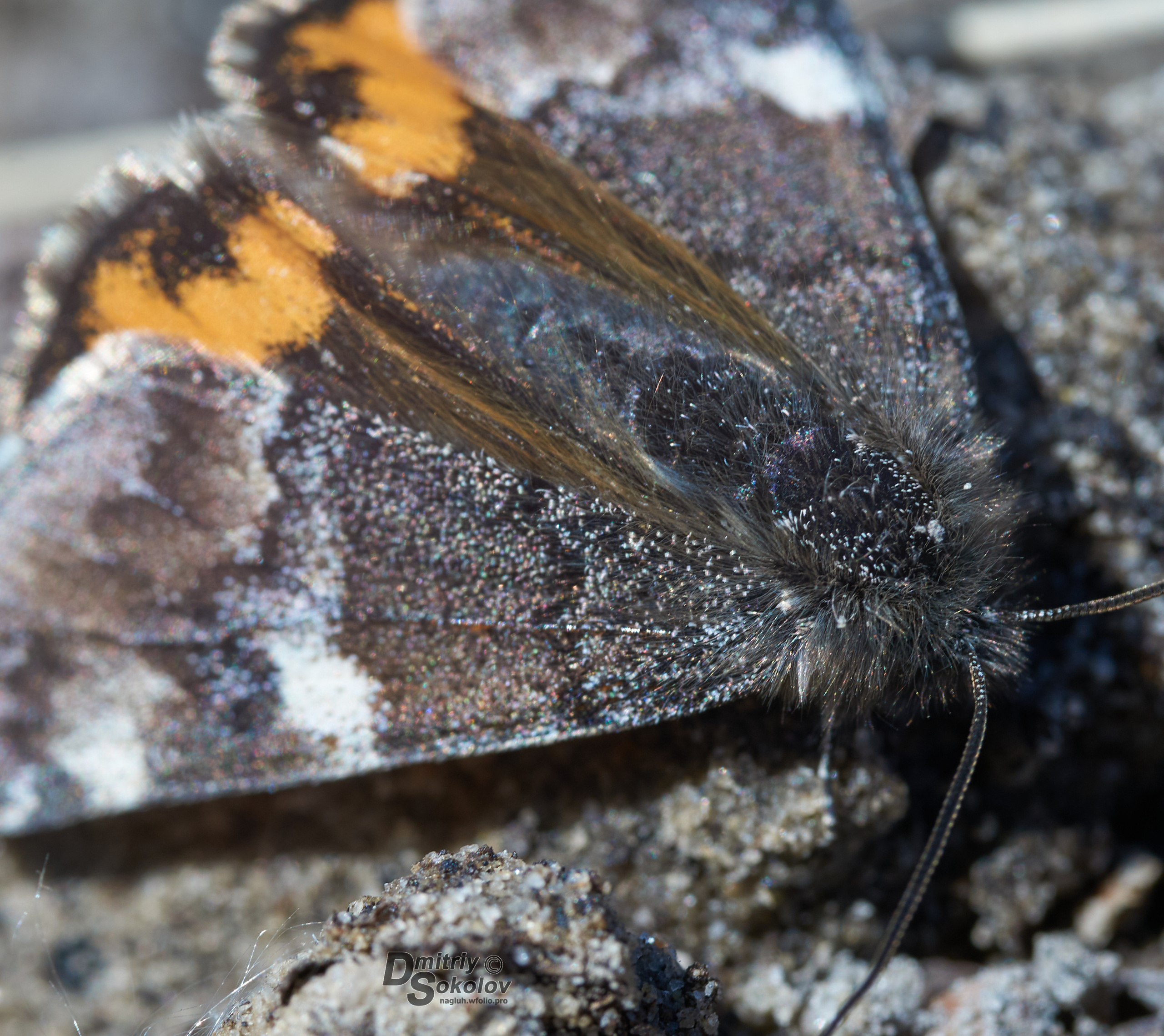 Бабочки. Портретный и репортажный фотограф в Тюмени | Соколов Дмитрий
